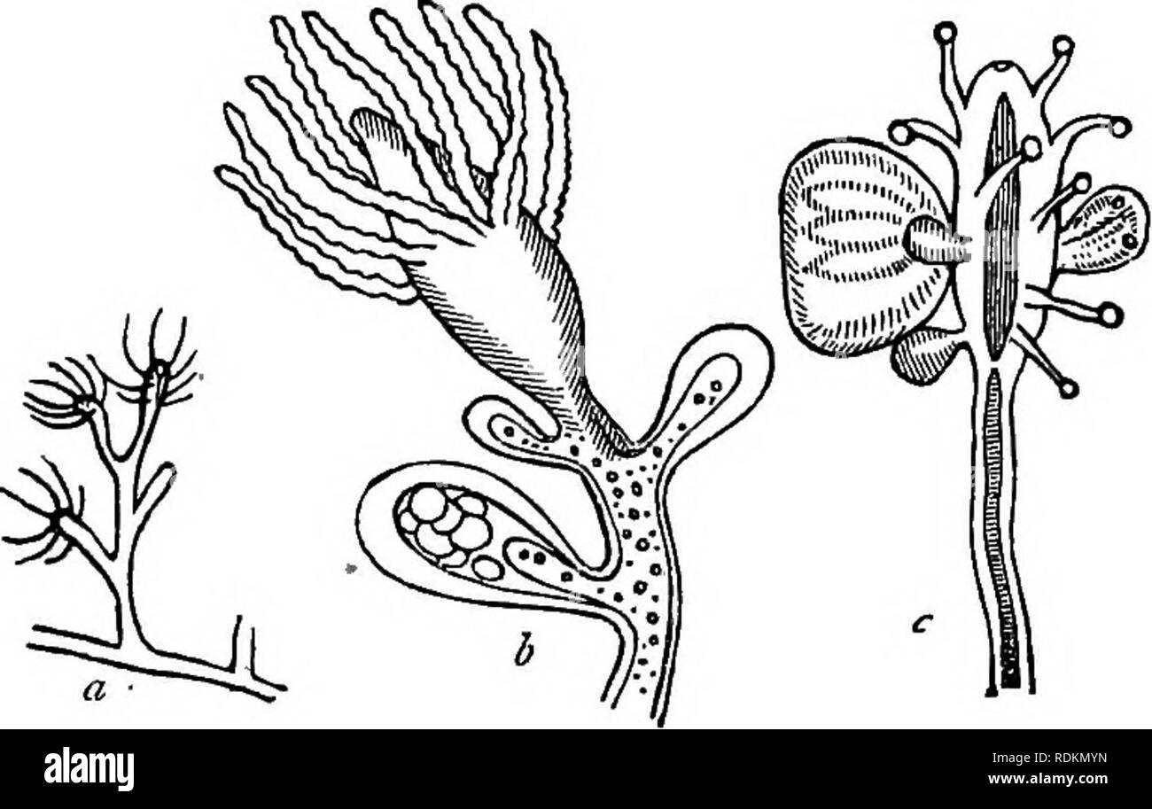. A manual of zoology for the use of students : with a general introduction on the principles of zoology . Zoology. S6 MANUAL OF ZOOLOGY. As regards the reproductive process in the Corynida, the reproductive elements are developed in distinct buds or sacs,. Fig 13 —Morphology of Corynida. a Fragment of Cordylophora lacustris, slightly enlarged; b Fragment of the same considerably enlarged, showing a polypite and three gonophores in different stages of growth, the largest containing ova; c Portion oi Syttcoryne Sarsii yth medusiform zooids budding from between the tentacles. which are externa Stock Photo