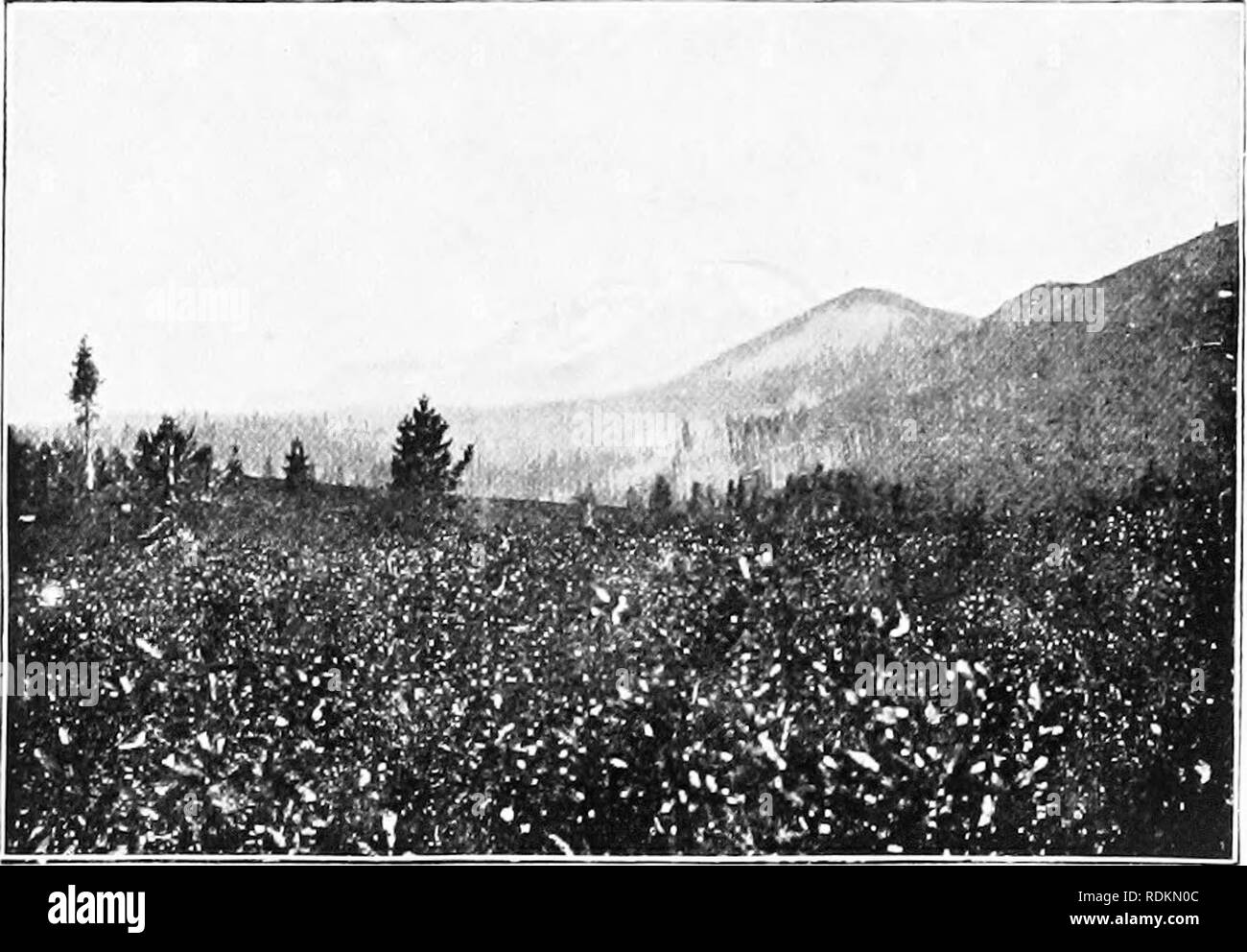 . Results of a biological survey of Mount Shasta, California. Natural history; Natural history. OCT., 1899.] PLANTS. Pyrola secunda Linn. Decidedly less eoniinon than /'. pictii, fir forest. 1.^)7 )iit like it found in the Shasta Pterospora andromedae Nutt. Pinedrops Found in the dry woods along the border between the (Janadiaii and Transition zones. (Identified by Professor Greene.) Pleuricospora fimbriolata Gray. Collected at Wagon Camp by Miss Wilkins. (Identified by F. V. Coville.) Sarcodes sanguinea Torr. Snow Plant. This handsome plant i.s reported as common on the forested slopes of Sha Stock Photo