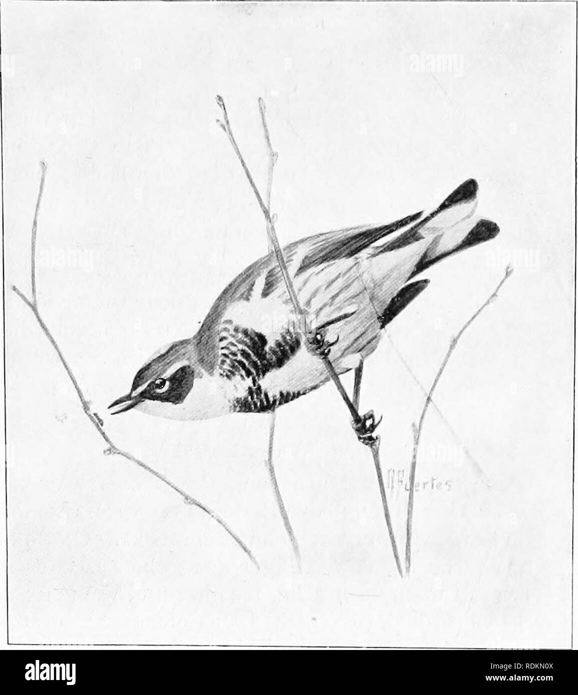 . Results of a biological survey of Mount Shasta, California. Natural history; Natural history. OCT., 1899.] BIRDS. 129 August 9 and 10, spotted young were collected, one with the brown sides coming in and one witli tlie yellow just beginning to show. At. Fig. 43.—Audubon Warbler (Dendyoica auduboni). Brawn I&gt;,y L. .V Fuertes. Sisson, Miss Merriam saw them the middle of July, and R. T. Fisher found them common the first half of September. 111. Dendroica occidentalis. Hermit Warbler. Fairly common in the Hudsonian and upper part of the Canadian forest during August (collected at Squaw Creek  Stock Photo