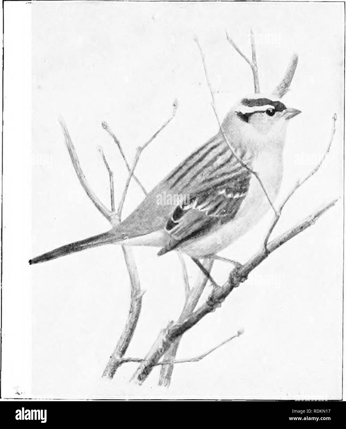 . Results of a biological survey of Mount Shasta, California. Natural history; Natural history. OCT., 1899.] BIRDS. 125 84:. Chondestes grammacus strigatus. Western Lark Sparrow. Not observed on the mountain, but seen at Bdgewood August 31, and in tlie bushes bordering the narrow meadows on Shasta liiver, in the southwestern part of Shasta Valley, September 29. Ten days ear- lier W. U. Osgood reported them as common a little farther north in Shasta Valley. At Sisson E. T. Fisher saw two Hocks the first half of September. In August, 1883, 0. H. Townsend found the species abun- dant &quot;on the Stock Photo