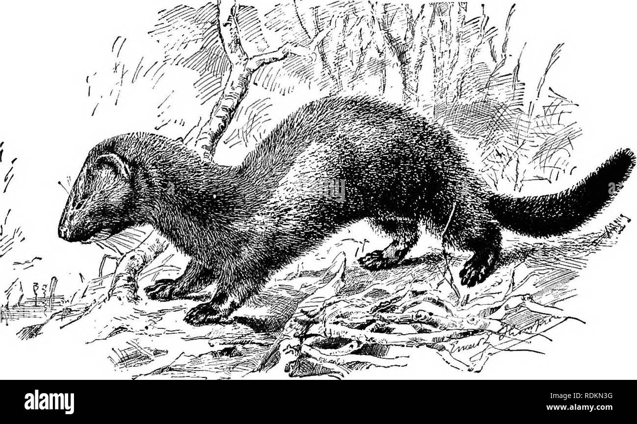 . Results of a biological survey of Mount Shasta, California. Natural history; Natural history. OCT., 1899.1 MAMMALS. 105 Gnlo luscus (Linn.). Wolverine. We have no positive record of the wolverine from Shasta, but it is known to occur on both the Cascades and the Sierra, and one was killed near Carberry Eanch, between Mounts Shasta and Lassen, about the year 1893 (reported by C. P. Streator). Wolverines are notorious wanderers and it is most probable that they occur on Shasta at intervals, even if they do not permanently live thereâwhich is by no means certain. Taxidea taxus (Schreber). Badge Stock Photo