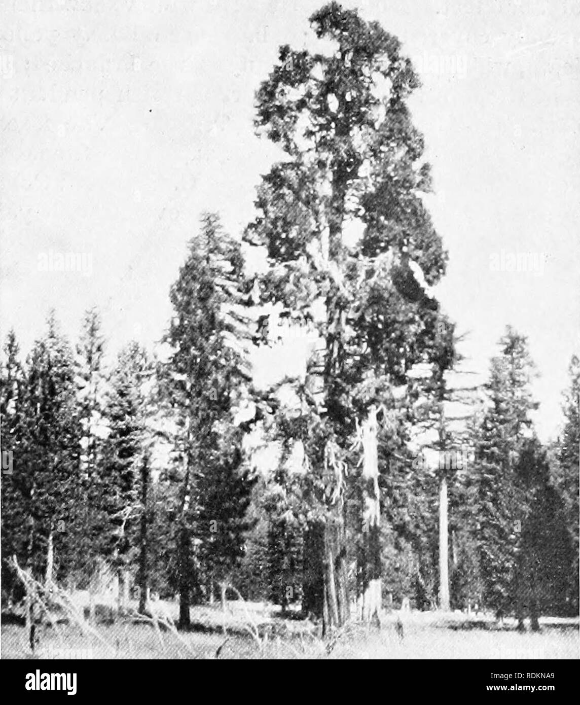 Yellow cedar tree Black and White Stock Photos & Images - Alamy