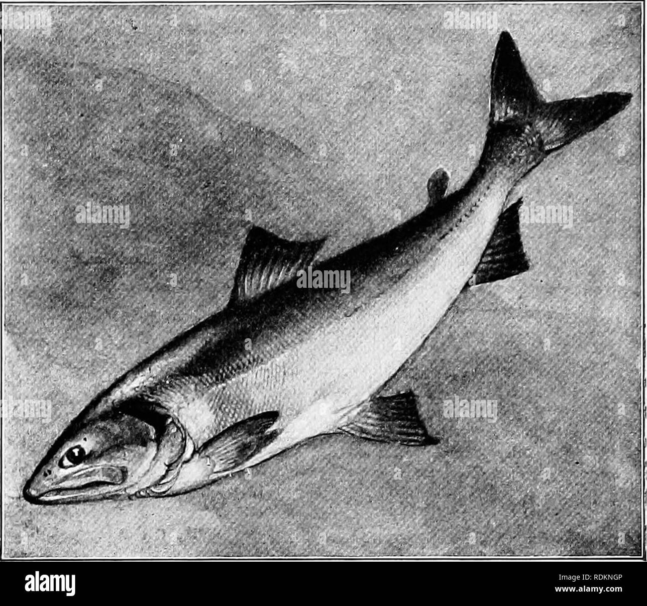 MADE IN USA – PHOS “YUKON” 3 3/4″ SALTWATER/SALMON FLY REEL – Vintage  Fishing Tackle