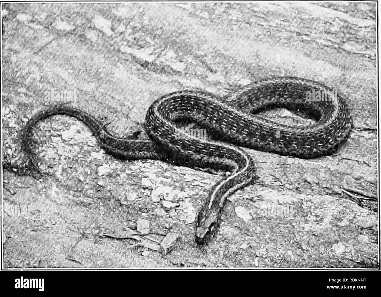 The American Natural History A Foundation Of Useful Knowledge Of The Higher Animals Of North America Natural History Western Coach Whip Snake Or Red Racer Coming So Frantic That It The American Natural History A Foundation Of Useful Knowledge Of The Higher Animals Of North America Natural History Western Coach Whip Snake Or Red Racer Coming So Frantic That It