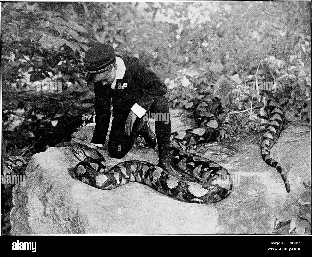 . The American natural history : a foundation of useful knowledge of the higher animals of North America . Natural history. TWENTY-TWO-FOOT RETICULATED PYTHON (DEAD) . New York Zoological Park. CHAPTER XXXIX THE ORDER OF SERPENTS General Characters.—A serpent, commonly called a &quot;snake,&quot; is a very slender, long-bodied, legless reptile, cold-blooded, covered with scales, and breathing air. It moves by a sinuous mo- tion, in which the scales under the body grip the earth, while the extension of the body musclss push the body forward. To afford a good hold upon the earth, the abdominal s Stock Photo