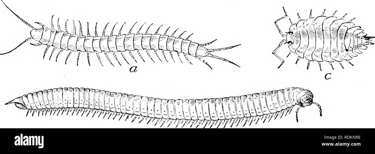 Nature study and life. Nature study. MISCELLANEOUS ANIMALS 423 egg ? It is never a wormlike larva but always a little spider. Nearly every small creeping thing is called a bug. Nature study and life. Nature study. MISCELLANEOUS ANIMALS 423 egg ? It is never a wormlike larva but always a little spider. Nearly every small creeping thing is called a bug.