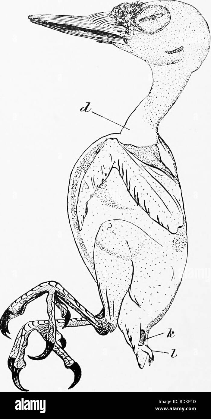 . Chapters on the natural history of the United States. Zoology. 278 CHAPTERS ON THE NATURAL HISTORY tree below it. On the upper side of this partition the seven young &quot; nickers,&quot; or &quot; high holes,&quot; as they call them in New Eng- land, had been hatched.. Fig. 68. Pterylosis of Harris's Woodpecker. Left lateral view of a plucked specimen of Harris's woodpecker (Z&gt;. v. harrisii) ; adult male ; &lt;f, upper part of the &quot; inferior space &quot; (Apt. mesogastr&amp;i; /.', the uropygial gland of the left side ; I, its exter- nal papilla with opening at its summit, which is  Stock Photo