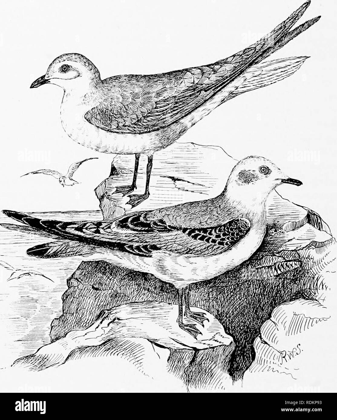 . Chapters on the natural history of the United States. Zoology. 184 CHAPTERS ON THE NATURAL HISTORY near]}- related to such a Tern as the Arctic tern (Sterna para- disoea), while on the other hand the Gull-billed tern (Gelochelidon nilotica) more or less nearly approaches some of the stouter- formed gulls of the genus Larus. As for the Black skimmer. Fig. 49. Ross's Gull (Hhodostethia rosea). (Reduced.) Ttie upper figure is an adult male in winter plumage ; the lower one, a young female of the first autumn. Drawn by the Author.* (Rynchops nigra), I have elsewhere called attention to what is b Stock Photo