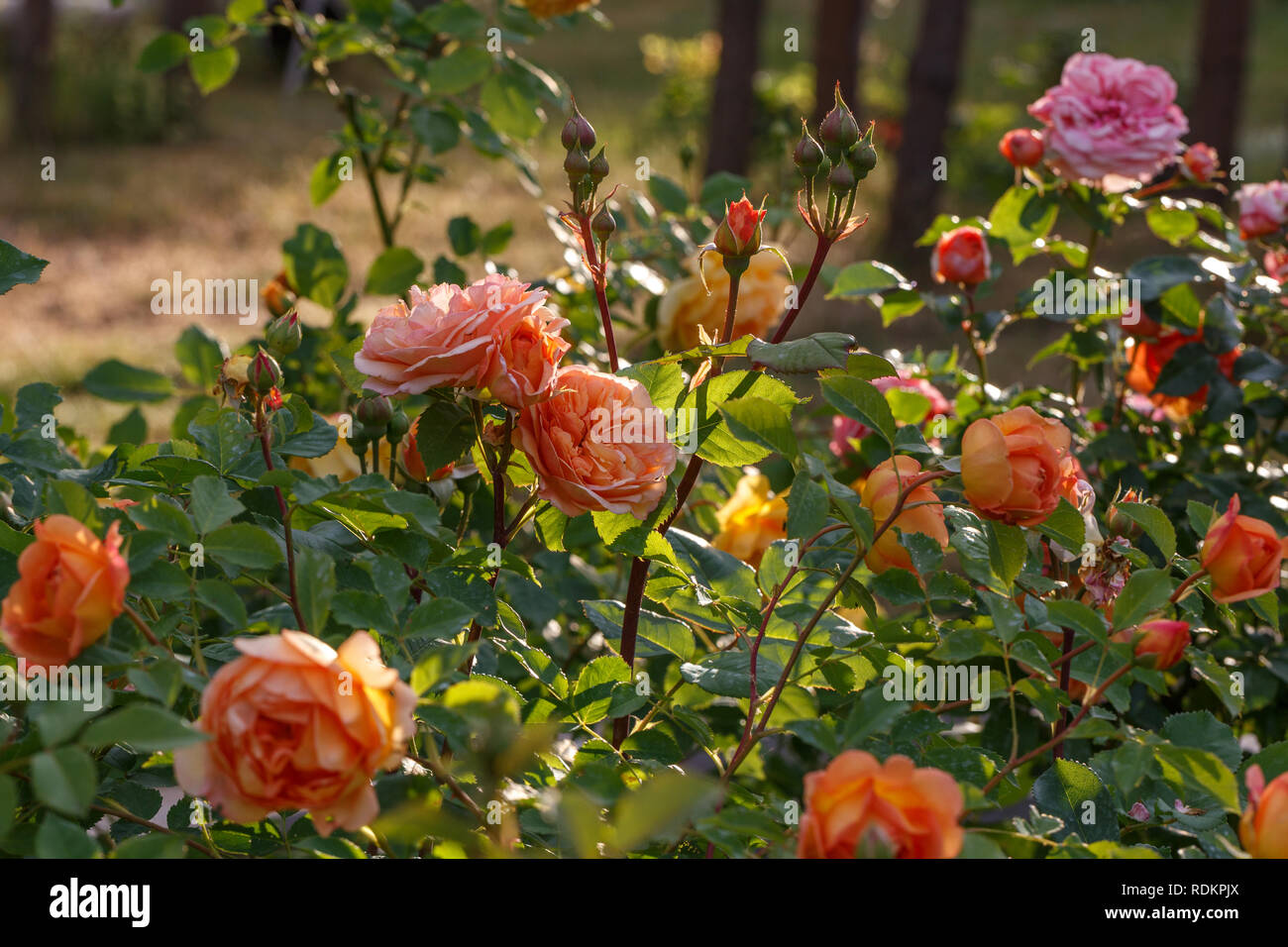 Blooming yellow rose in the garden on a sunny day. Stock Photo