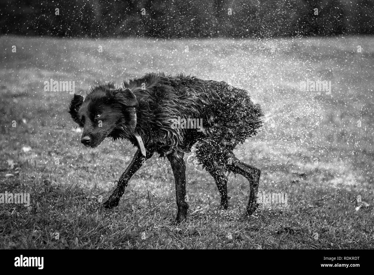 Black and white high speed photograph of a dog on the grass shaking off water. Funny pet moments in school camp Stock Photo
