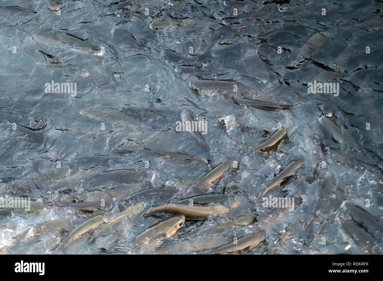 A lot of fish in the fish farm. Feeding freshwater fish raised in the