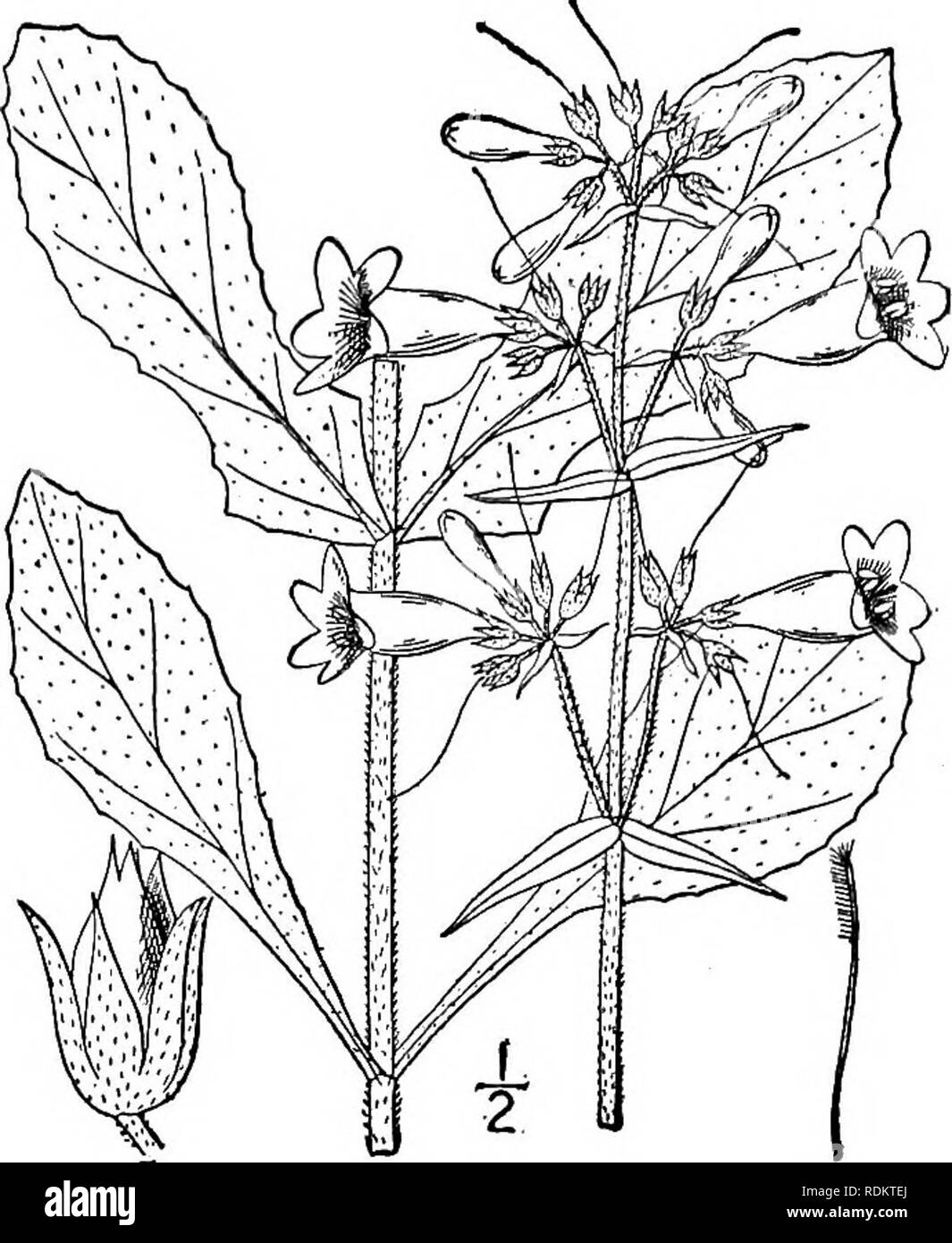 . An illustrated flora of the northern United States, Canada and the British possessions, from Newfoundland to the parallel of the southern boundary of Virginia, and from the Atlantic Ocean westward to the 102d meridian. Botany; Botany. Genus 9. •FIGWORT FAMILY. i33 2. Pentstemon canescens Britton. Gray Beard-tongue. Fig. 3756. Pentstemon laevigatas var. canescens Britton, Mem. Torr. Club 2: 30. 1890. P. canescens Britton, Mem. Torr. Club 5: 291. 1894. Densely and finely canescent or puberulent, or the leaves sometimes nearly glabrous; stem rather stout, i°-3° high. Leaves denticulate, the low Stock Photo