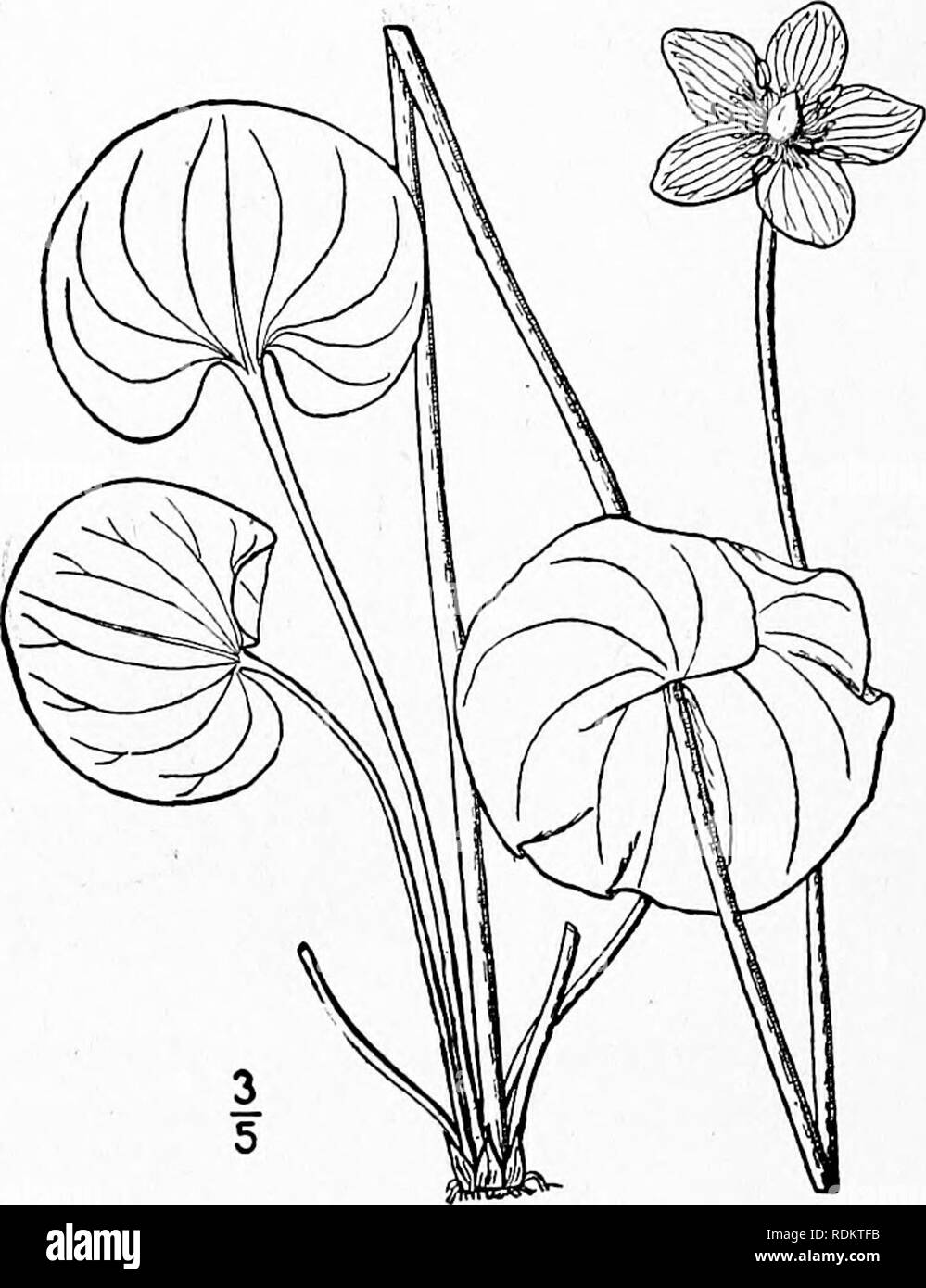 . An illustrated flora of the northern United States, Canada and the British possessions, from Newfoundland to the parallel of the southern boundary of Virginia, and from the Atlantic Ocean westward to the 102d meridian. Botany; Botany. 214 PARNASSIACEAE. Vol. II.. 6. Parnassia asarifolia Vent. Kidney- leaved Grass-of-Parnassus. Fig. 2150. Parnassia asarifolia Vent, Jard. Malm. pi. 5p. 1803. Scape io'-2o' high, bearing a clasping nearly orbicular leaf at about the middle. Basal leaves long-petioled, orbicular or much broader than long, rounded, broadlj' kidney-shaped at the base, often 2'-^' w Stock Photo