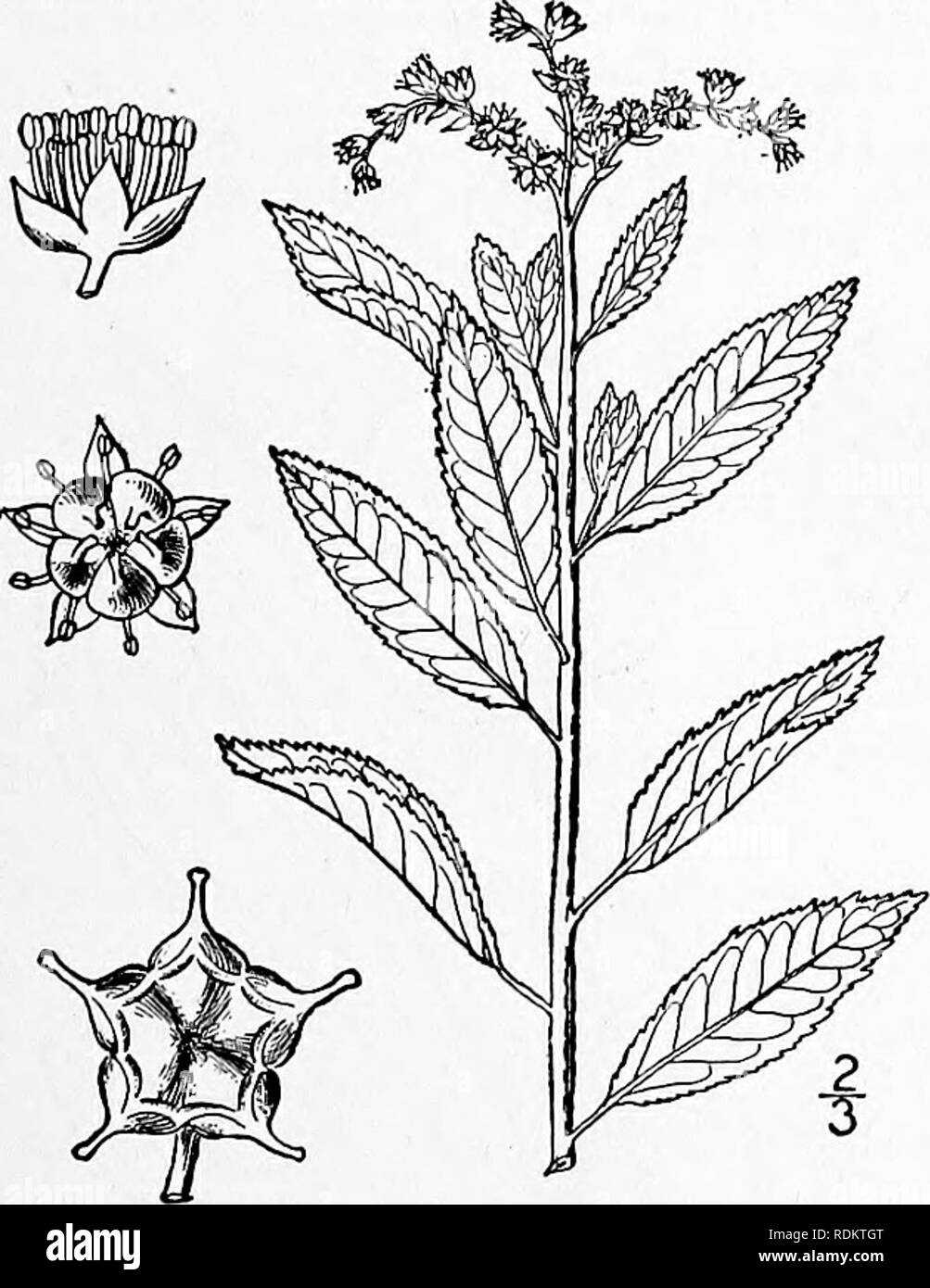 . An illustrated flora of the northern United States, Canada and the British possessions, from Newfoundland to the parallel of the southern boundary of Virginia, and from the Atlantic Ocean westward to the 102d meridian. Botany; Botany. Genus 4. ORPINE FAMILY. 2ii I. Sempervivum tectorum L. Houseleek. Fig. 2143. Sempervivum tectorum L. Sp. PI. 464. 1753. Flowering stems about 1° high, the barren shoots forming lateral nearly globular tufts. Leaves oval or ovate, the lower I'-ii' long, very thick, short-pointed, bordered by a line of stiff short hairs; cyme large, dense; flowers sometimes l' br Stock Photo