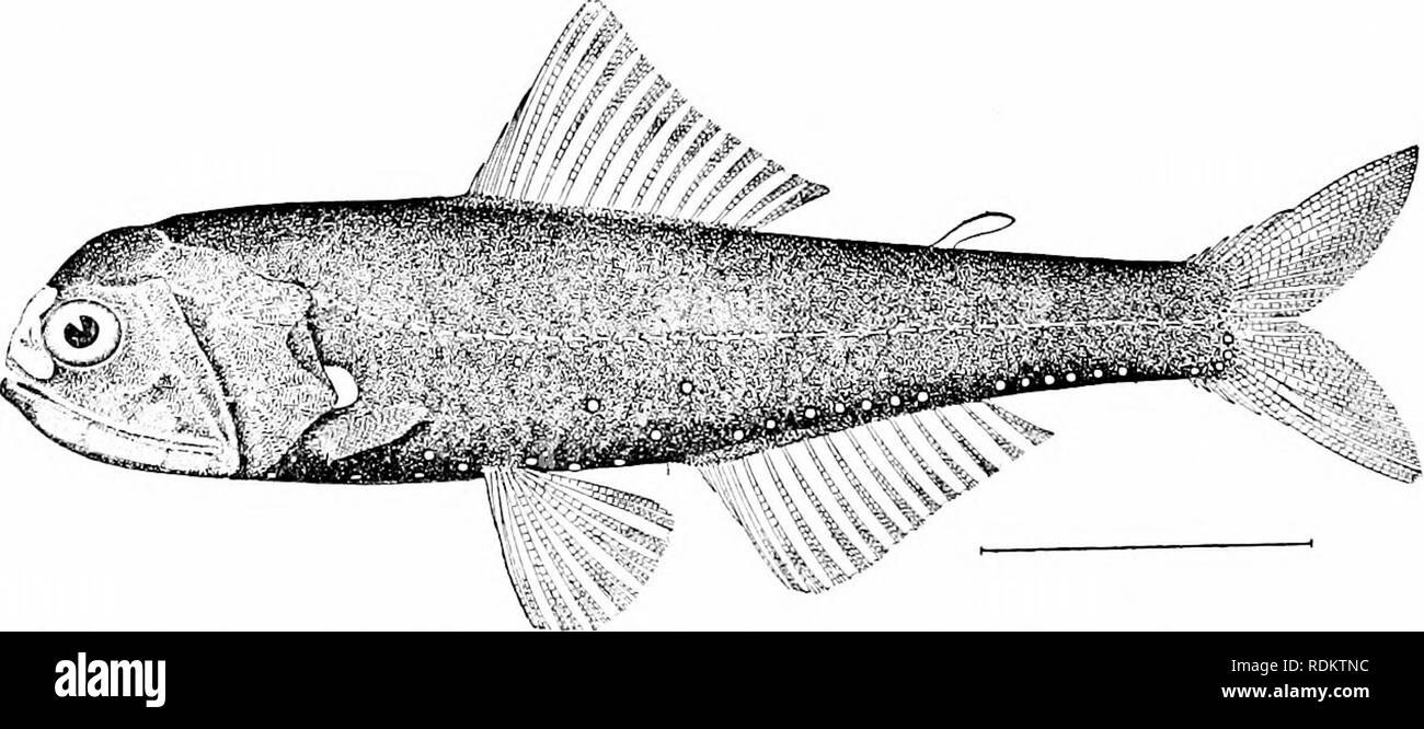 . A guide to the study of fishes. Fishes; Zoology; Fishes. Fig. 91.—Cetomimus gillii Goode &amp; Bean. Gulf Stream. taken at great depths in the Atlantic. The relationship of these fishes is wholly uncertain. The Cetomimida: are near allies of the Rondeletiidce, having the mouth excessively large, with the peculiar form seen in the right whales, which these little fishes curiously resemble. Myctophidae.— The large family of Myctophidcc, or lantern- fishes, is made up of small fishes allied to the AulopidcE, but. Fig. 92.—Headlight Fish, Diaphus lucidus Goode and Bean. Gulf Stream. with the bod Stock Photo