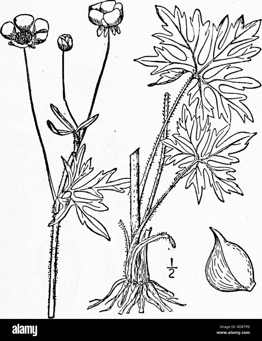 . An illustrated flora of the northern United States, Canada and the British possessions, from Newfoundland to the parallel of the southern boundary of Virginia, and from the Atlantic Ocean westward to the 102d meridian. Botany; Botany. 19. Ranunculus sceleratus L. Celery-leaved Crowfoot. Fig. 1913 Ranunculus sceleratus L. Sp. PI. 551. 1753. R, eremogenes Greene, Erythea 4: :2i. 1896. Stout, glabrous, or nearly so, 6-2° high, freely branching, stem hollow, sometimes li' thick. Basal leaves thick, 3-5-lobed, on long and broad petioles, the blade 1-2' broad, reni- form or cordate, those of the s Stock Photo