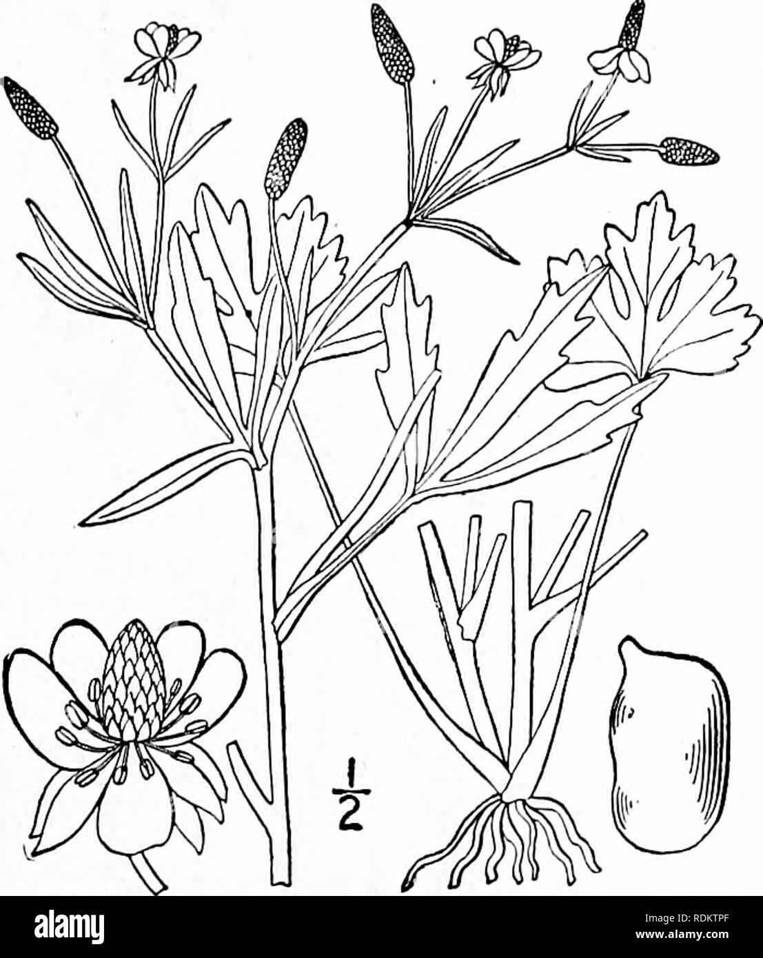 . An illustrated flora of the northern United States, Canada and the British possessions, from Newfoundland to the parallel of the southern boundary of Virginia, and from the Atlantic Ocean westward to the 102d meridian. Botany; Botany. 19. Ranunculus sceleratus L. Celery-leaved Crowfoot. Fig. 1913 Ranunculus sceleratus L. Sp. PI. 551. 1753. R, eremogenes Greene, Erythea 4: :2i. 1896. Stout, glabrous, or nearly so, 6-2° high, freely branching, stem hollow, sometimes li' thick. Basal leaves thick, 3-5-lobed, on long and broad petioles, the blade 1-2' broad, reni- form or cordate, those of the s Stock Photo