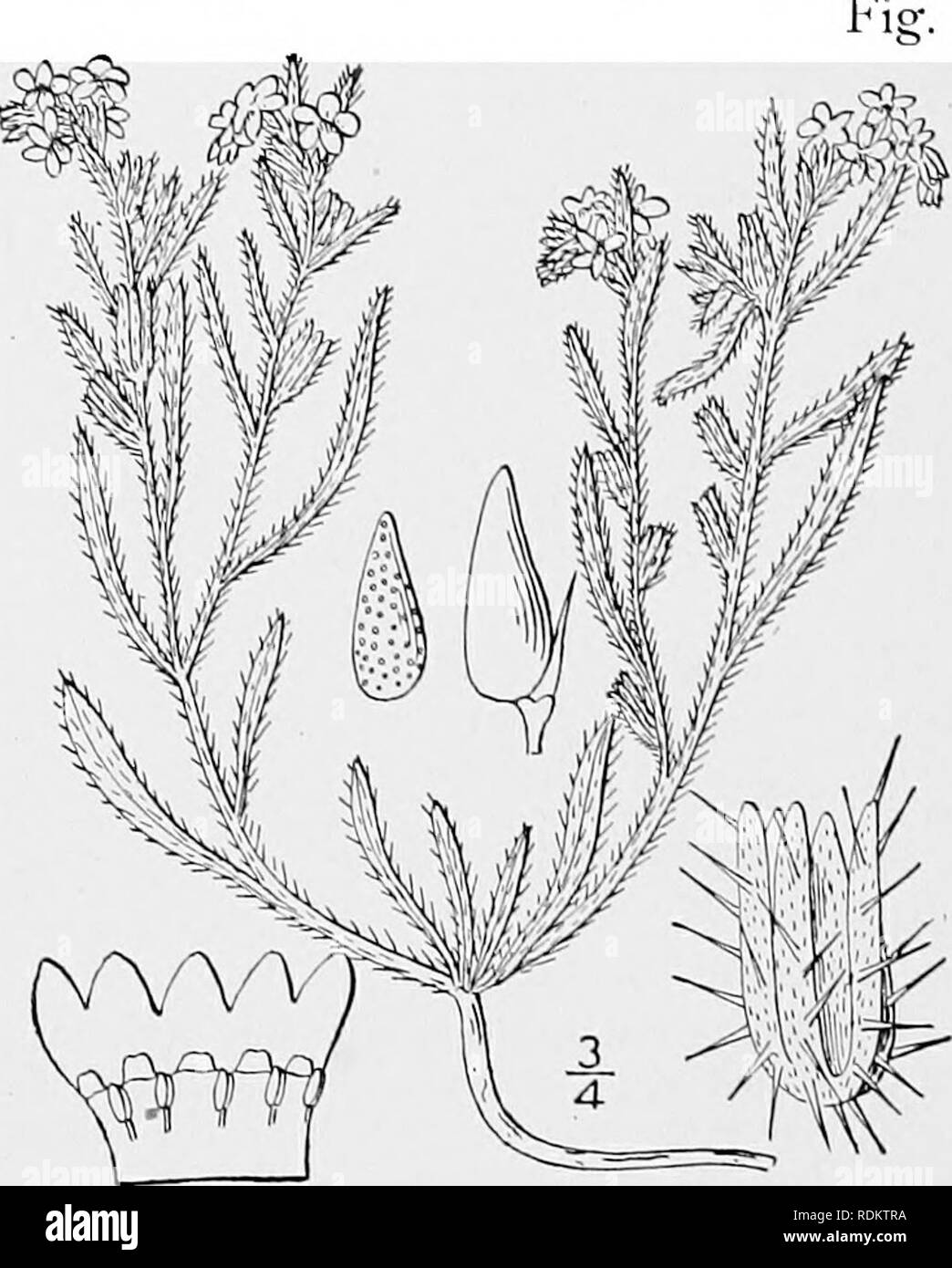 . An illustrated flora of the northern United States, Canada and the British possessions, from Newfoundland to the parallel of the southern boundary of Virginia, and from the Atlantic Ocean westward to the 102d meridian. Botany; Botany. So BORAGINACEAE. Vol. III.. i. Cryptantha crassisepala (T. &amp; G.) Greene. Thick-sepaled Cryptanthe. 3517- Eritrichium crassisepalum T. &amp; G. Pac. R. R. Rep. 2: 171. 1854. Krynitzkia crassisepala A. Gray, Proc. Am. Acad. 20: 268. 1885. Cryptanthe crassisepala Greene, Pittonia 1: 112. 1887. Densely hispid, at length much branched, 3'6' high. Leaves linear, Stock Photo