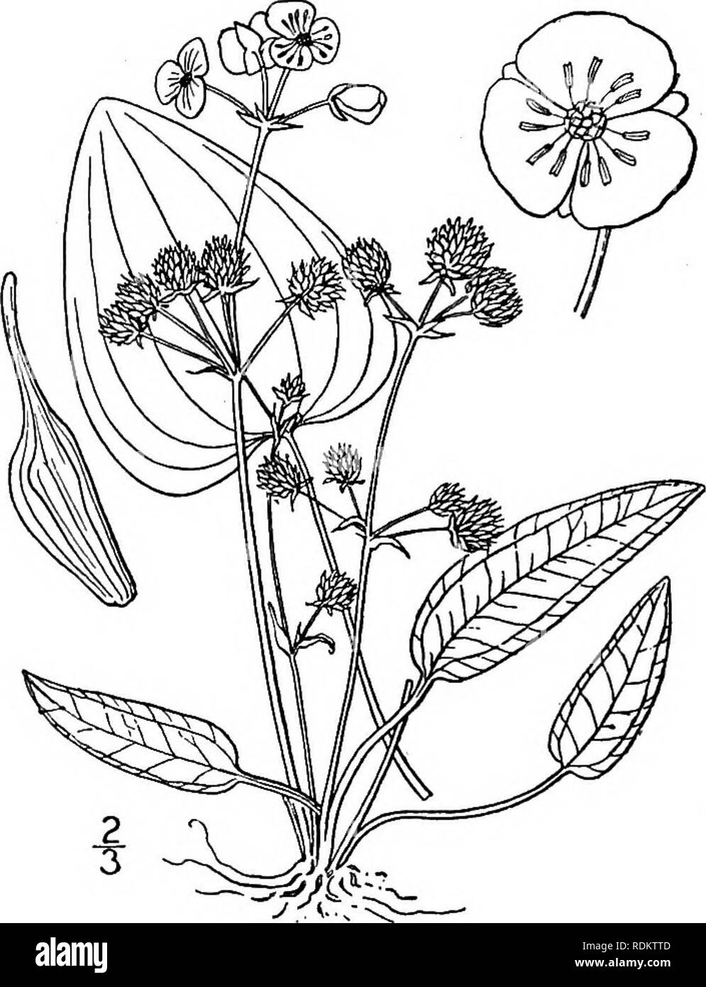 . An illustrated flora of the northern United States, Canada and the British possessions, from Newfoundland to the parallel of the southern boundary of Virginia, and from the Atlantic Ocean westward to the 102d meridian. Botany; Botany. ALISMACEAE. Vol. I. i. Echinodorus radicans (Nutt.) Engelm. Creeping Bur-head. Fig. 225. Sagittaria radicans Nutt. Trans. Am. Phil. Soc. (II.) 5: 159. 1833-37- Echinodorus radicans Engelm. in A. Gray, Man. Ed. 2, 438. 1856. Leaves coarse, ovate, obtuse, cordate, 2'-8' long, ii'-y¥ wide, marked with short pellucid lines, nerves 5-9; cross-veins netted. Petioles  Stock Photo