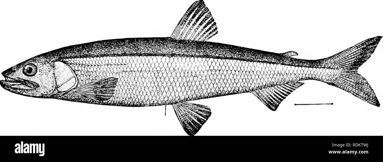 . A guide to the study of fishes. Fishes; Zoology; Fishes. The Grayling and the Smelt 123 The best-known genus, Osmerus, includes the smelt, or spirling (eperlan), of Europe, and its relatives, all excellent food- fishes, although quickly spoiling in warm weather. Osmerus eperlanus is the European species; Osmerus mordax of our eastern coast is very much like it, as is also the rainbow-smelt, Osmerus dentex of Japan and Alaska. A larger smelt, Osmerus alba- trossis, occurs on the coast of Alaska, and a small and feeble one, Osmerus thaleiclithys, mixed with other small or delicate fishes, is t Stock Photo