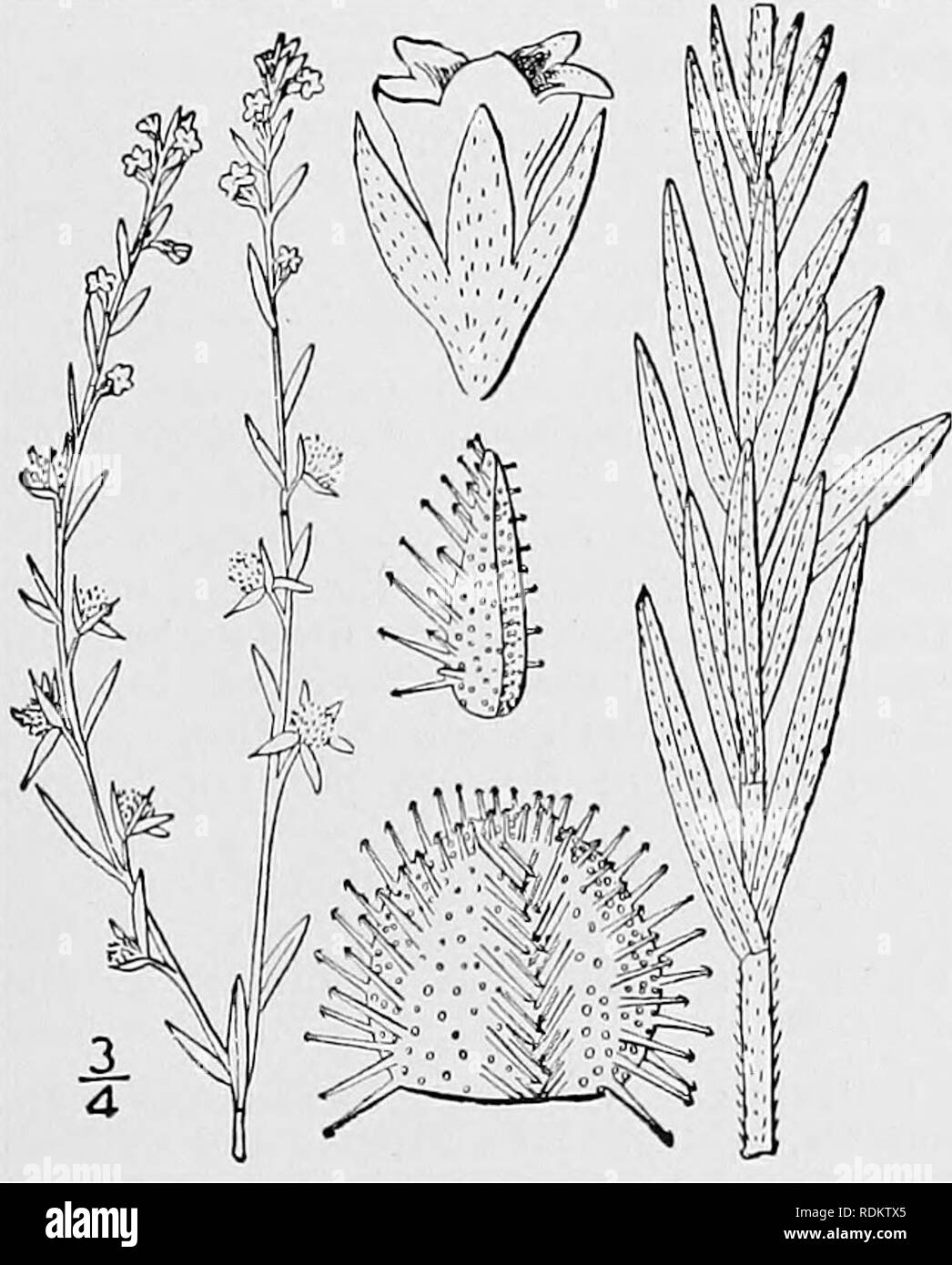 . An illustrated flora of the northern United States, Canada and the British possessions, from Newfoundland to the parallel of the southern boundary of Virginia, and from the Atlantic Ocean westward to the 102d meridian. Botany; Botany. 1. L. Lappula. 2. L. texana. 3. L. virginiana. L. fioribunda. L. deflexa. I. Lappula Lappula (L.) Karst. European Stickseed. Burseed. Fig. 3511. Myosotis Lappula L. Sp. PI. 131. 1753. Lappula echinata Gilib. Fl. Lithuan. 1: 25. 1781. Lappula Myosotis Moench, Meth. 417. 1794. Echinospermum Lappula Lehm. Asperif. 121. 1818. Lappula Lappula Karst. Deutsch. Fl. 979 Stock Photo