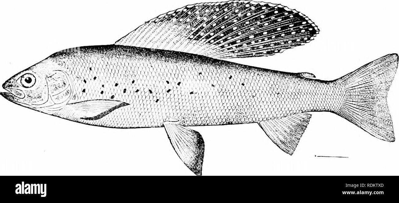 . A guide to the study of fishes. Fishes; Zoology; Fishes. CHAPTER VI THE GRAYLING AND THE SMELT I HE Grayling, or ThymaUidae. — The small family of ThymallidcB, or grayling, is composed of finely organized ^ fishes allied to the trout, but differing in having the :'rontal bones meeting on the middle line of the skull, thus excluding the frentals from contact with the supraoccipital. The anterior half of the very high dorsal is made up of m- branched simple rays. There is but one genus, Thymallus, comprising very noble game-fiishes characteristic of sub-arctic streams. The grayling, Thymallus Stock Photo