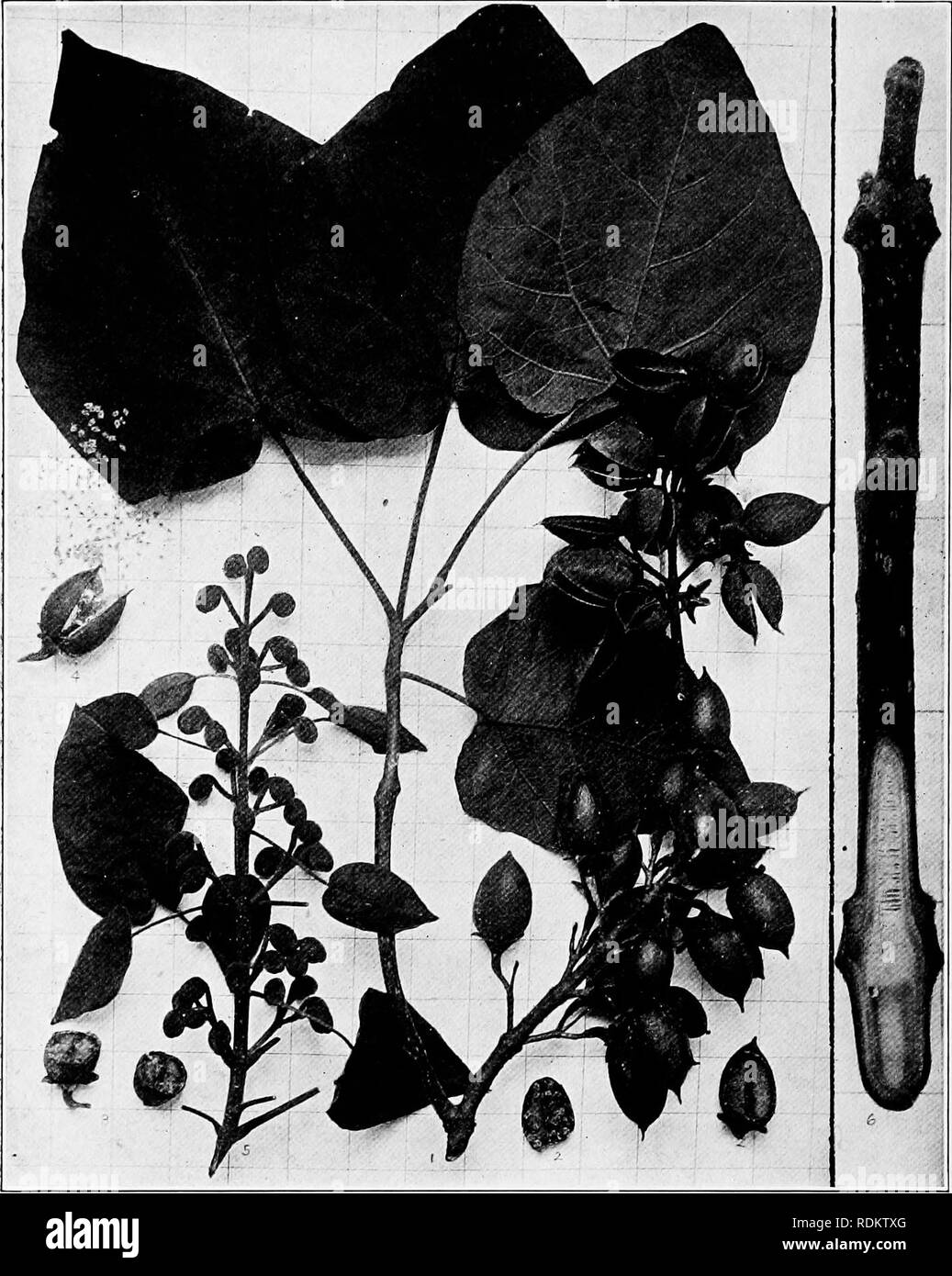 . Handbook of the trees of the northern states and Canada east of the Rocky Mountains, photo-descriptive . Trees. PAULOWNIA. PRINCESS-TREE. Pauloivnia tomentosa (Tliunb.) Bailey.. Fig. 489. Branchlet with mature leaves and fruit, and (to the right) empty capsules, i ; fruit in longitudinal section to show placenta and seeds, 2 ; do, in cross-section, 3 ; an open capsule liberating its many small seeds, 4; cluster of flower-buds for the next season's flowers, 5 ; branchlet in winter cut to show segmented pith, 6. 490. Trunk with empty capsules at base. 401. Wood structure magnified 15 diameters Stock Photo