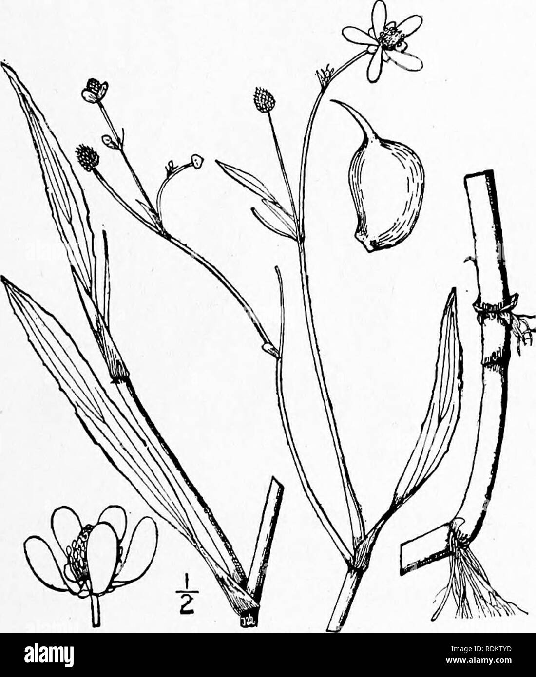 . An illustrated flora of the northern United States, Canada and the British possessions, from Newfoundland to the parallel of the southern boundary of Virginia, and from the Atlantic Ocean westward to the 102d meridian. Botany; Botany. 7. Ranunculus reptans L. Creeping Spearwort Ranunculus reptans L. Sp. PI. 549. 1753. Ranunculus filiformis Michx. Fl. Bor. Am. i : 320. 1803. Ranunculus Flainmula var. reptans E. Meyer. PI. Lab. 96. 1830. R. Flainmula intermedius Hook. Fl. Bor. Am, i : 11. 1829. Trailing or reclining, glabrous or pubescent, rooting from the nodes, the flowering stems and pedunc Stock Photo