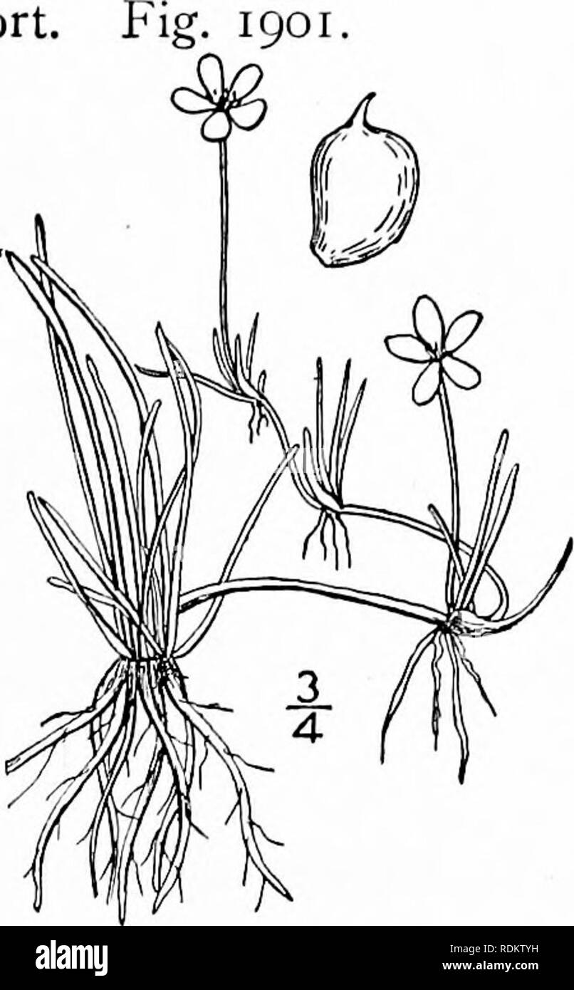 . An illustrated flora of the northern United States, Canada and the British possessions, from Newfoundland to the parallel of the southern boundary of Virginia, and from the Atlantic Ocean westward to the 102d meridian. Botany; Botany. Genus 20. CROWFOOT FAMILY. 107. 7. Ranunculus reptans L. Creeping Spearwort Ranunculus reptans L. Sp. PI. 549. 1753. Ranunculus filiformis Michx. Fl. Bor. Am. i : 320. 1803. Ranunculus Flainmula var. reptans E. Meyer. PI. Lab. 96. 1830. R. Flainmula intermedius Hook. Fl. Bor. Am, i : 11. 1829. Trailing or reclining, glabrous or pubescent, rooting from the nodes Stock Photo