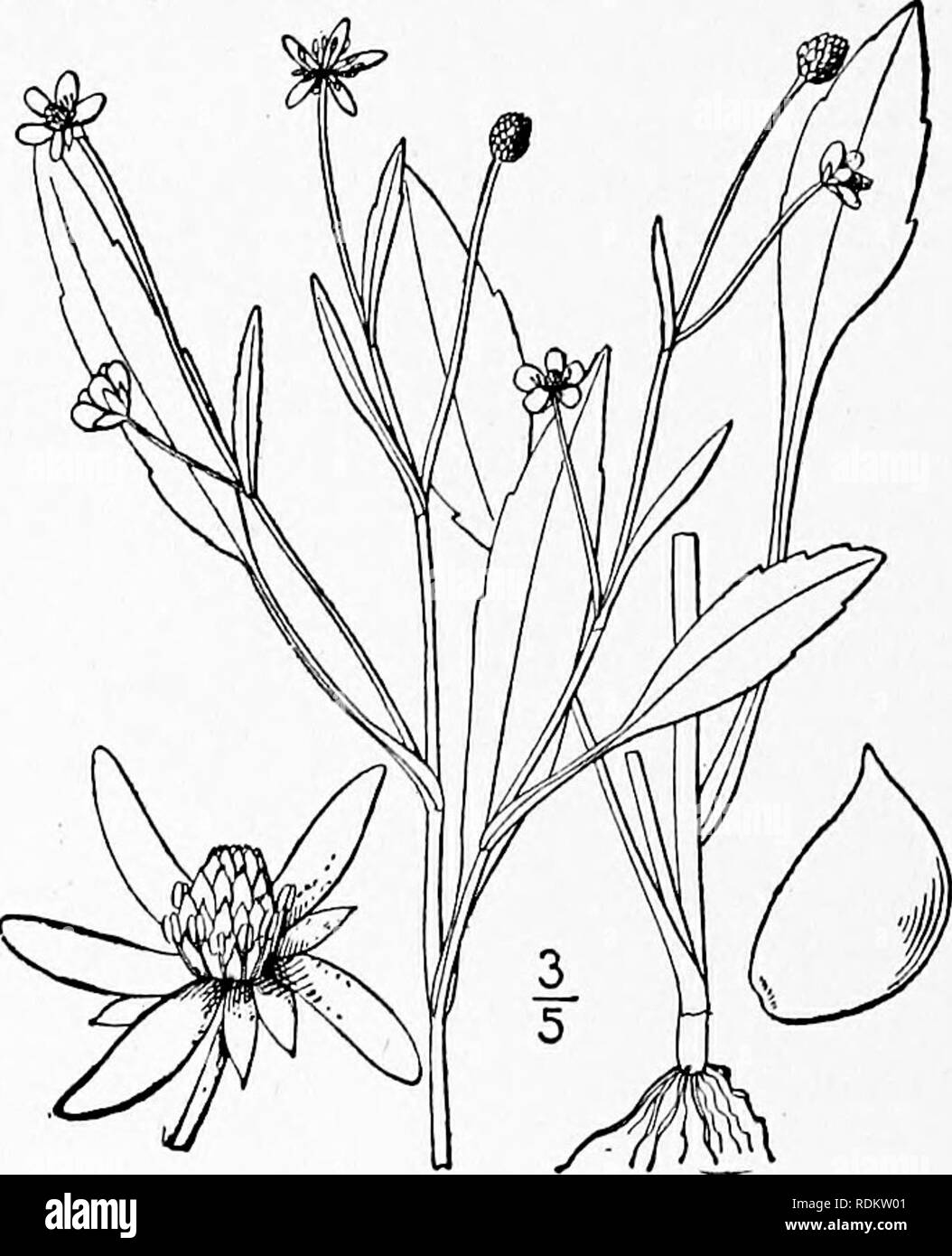 . An illustrated flora of the northern United States, Canada and the British possessions, from Newfoundland to the parallel of the southern boundary of Virginia, and from the Atlantic Ocean westward to the 102d meridian. Botany; Botany. Vol II. 5. Ranunculus pusillus Poir. Low Spearwor*:. Fig. 1899. R. pusillus Poir. in Lam. Encycl. 6: 99. 1804. Annual, slender, weak, glabrous, branching, 6'-i8' long. Leaves entire or denticulate, the lower oblong or ovate, sometimes cordate, on long petioles, the upper narrower, lanceolate or linear, short-petioled or sessile; flowers yel- low, 2&quot;-3&quot Stock Photo