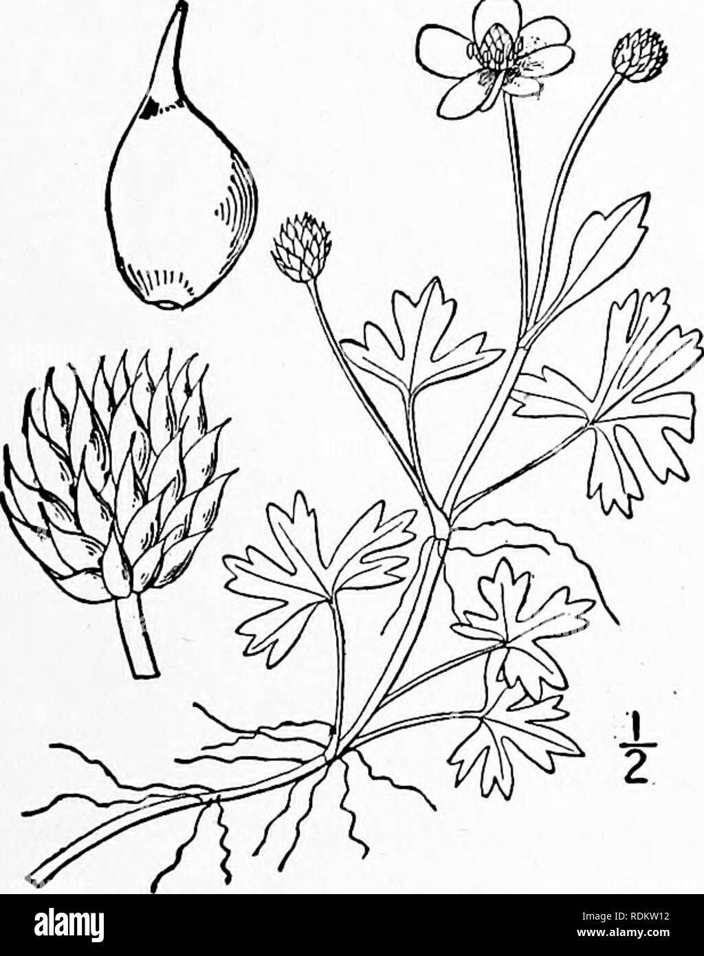 . An illustrated flora of the northern United States, Canada and the British possessions, from Newfoundland to the parallel of the southern boundary of Virginia, and from the Atlantic Ocean westward to the 102d meridian. Botany; Botany. Ranunculus Purshii Richards. Pursh's Buttercup. Fig. 1896.. Ranunculus Purshii Richards. Frank. Journ. 741. 1823. Ranunculus limosus Nutt.; T. &amp; G. Fl. N. A. i : 20. 1838. Ranunculus multifidus var. repens S. Wats. Bot. King's Exp. 8. 1871. Perennial, floating or creeping, usually pubescent at least on the younger parts, sometimes densely so; stems slender, Stock Photo