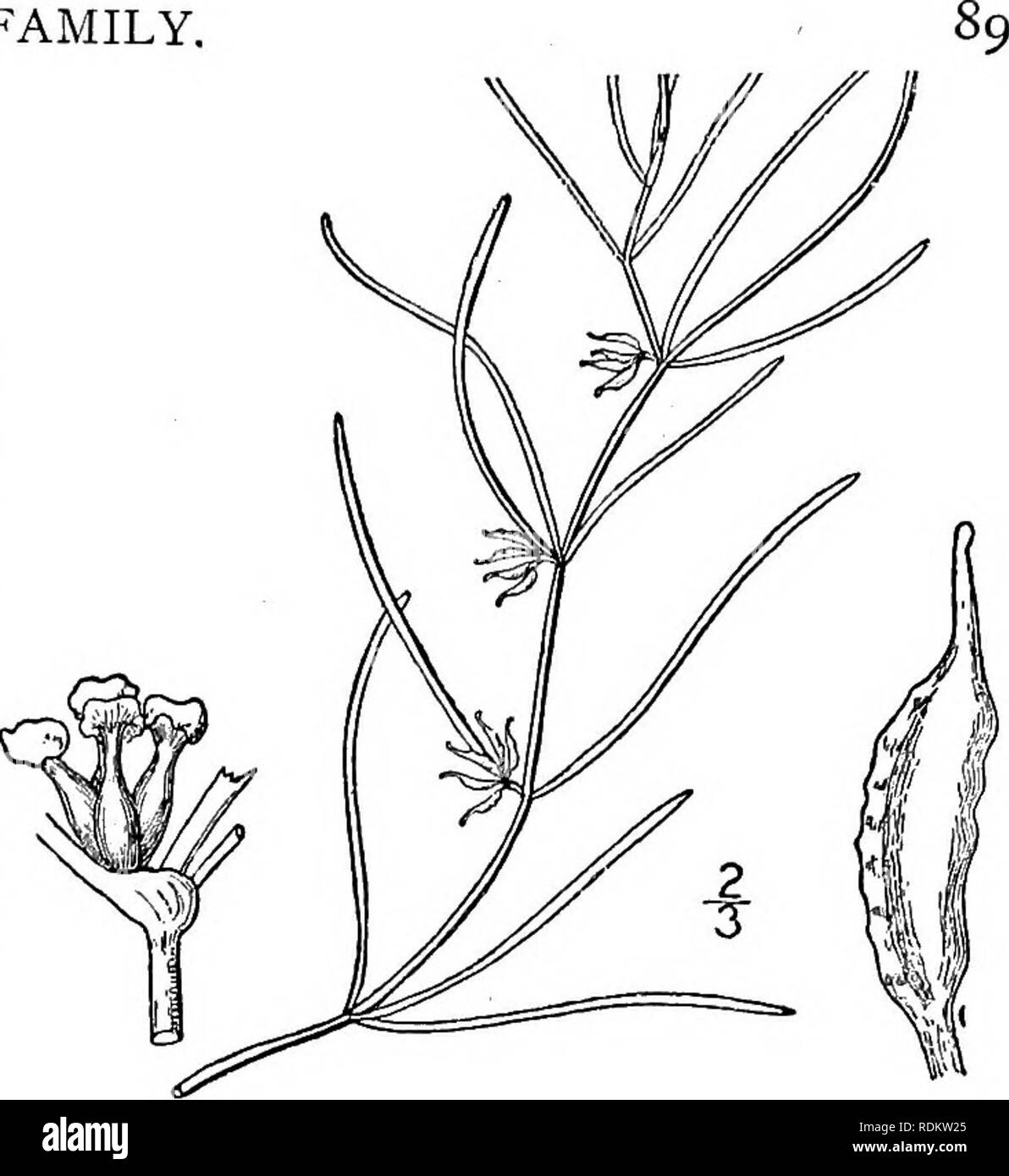. An illustrated flora of the northern United States, Canada and the British possessions, from Newfoundland to the parallel of the southern boundary of Virginia, and from the Atlantic Ocean westward to the 102d meridian. Botany; Botany. Genus i. NAIAS FAMILY,. i. Zannichellia palustris L. Horned Pondweed. Fig. 211. Zannichellia palustris L. Sp. PI. 969. 1753. Z. intermedia Torrey ; Beck Bot. 385. 1833. Stems capillary, sparsely branched, the rhi- zome creeping, the roots fibrous. Leaves i'-3' long, i&quot; or less wide, acute, thin, i-nerved with a few delicate cross-veins; spathe-like envelop Stock Photo