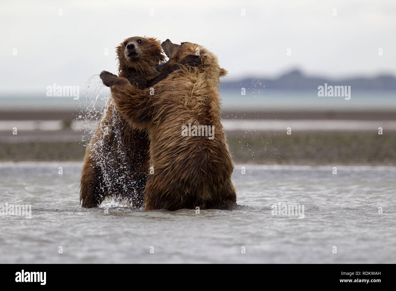 Brown bear, Ursus arctos, viewing is a popular activity at Hallo Bay, Katmai National Park, Alaska, as grizzlies congregate on the beach to fish. Stock Photo