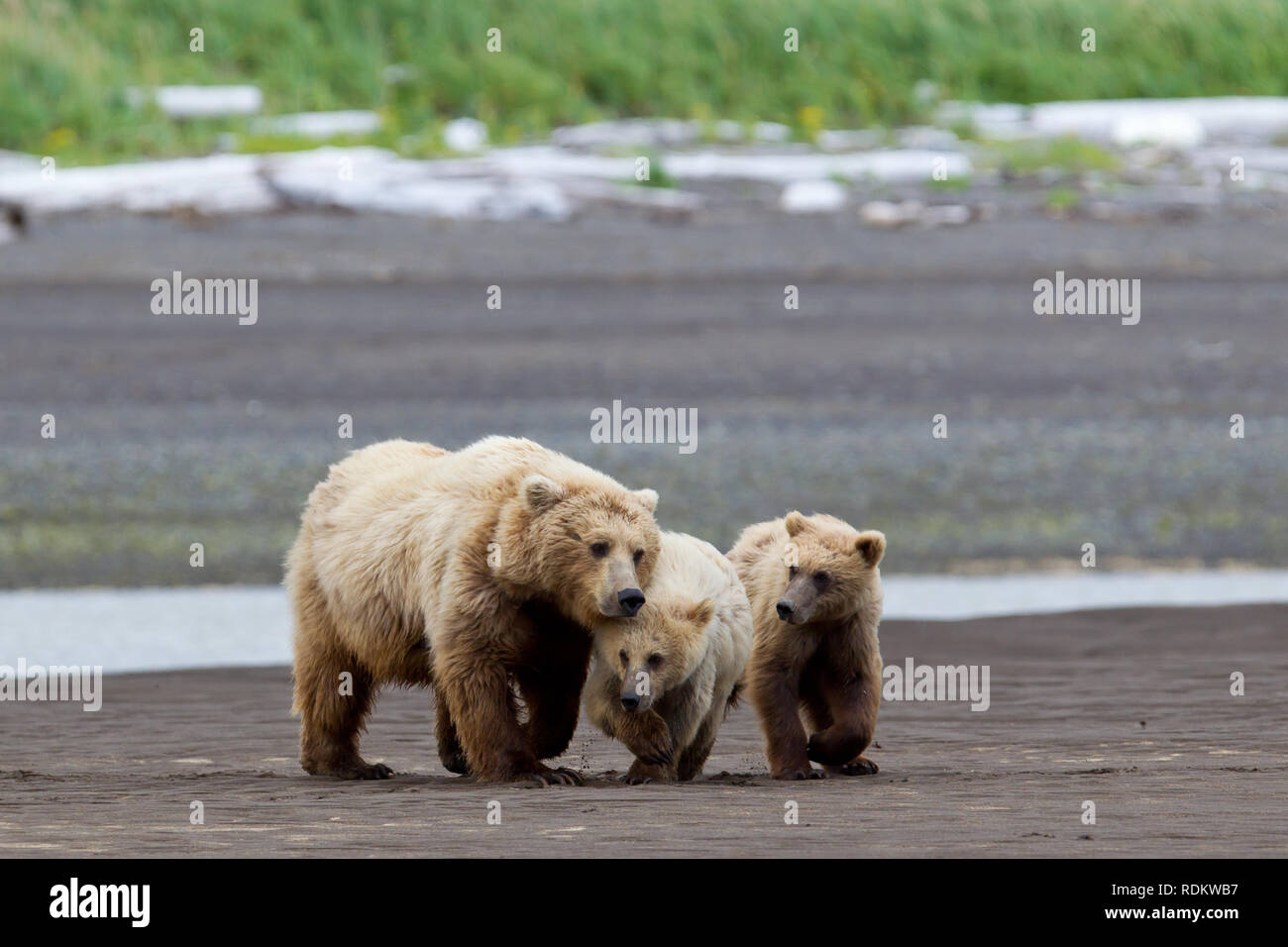 Brown bear, Ursus arctos, sow and cubs walking on the beach at Hallo Bay, Katmai National Park, Alaska, USA,  where bear viewing is a popular activity Stock Photo