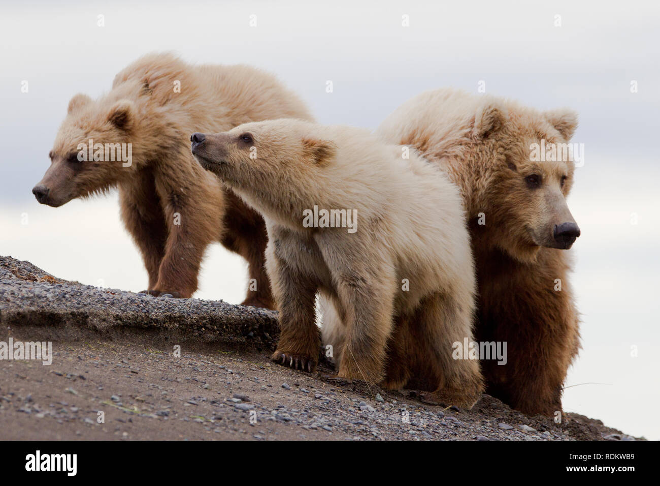 Brown bear, Ursus arctos, sow and cubs walking on the beach at Hallo Bay, Katmai National Park, Alaska, USA,  where bear viewing is a popular activity Stock Photo