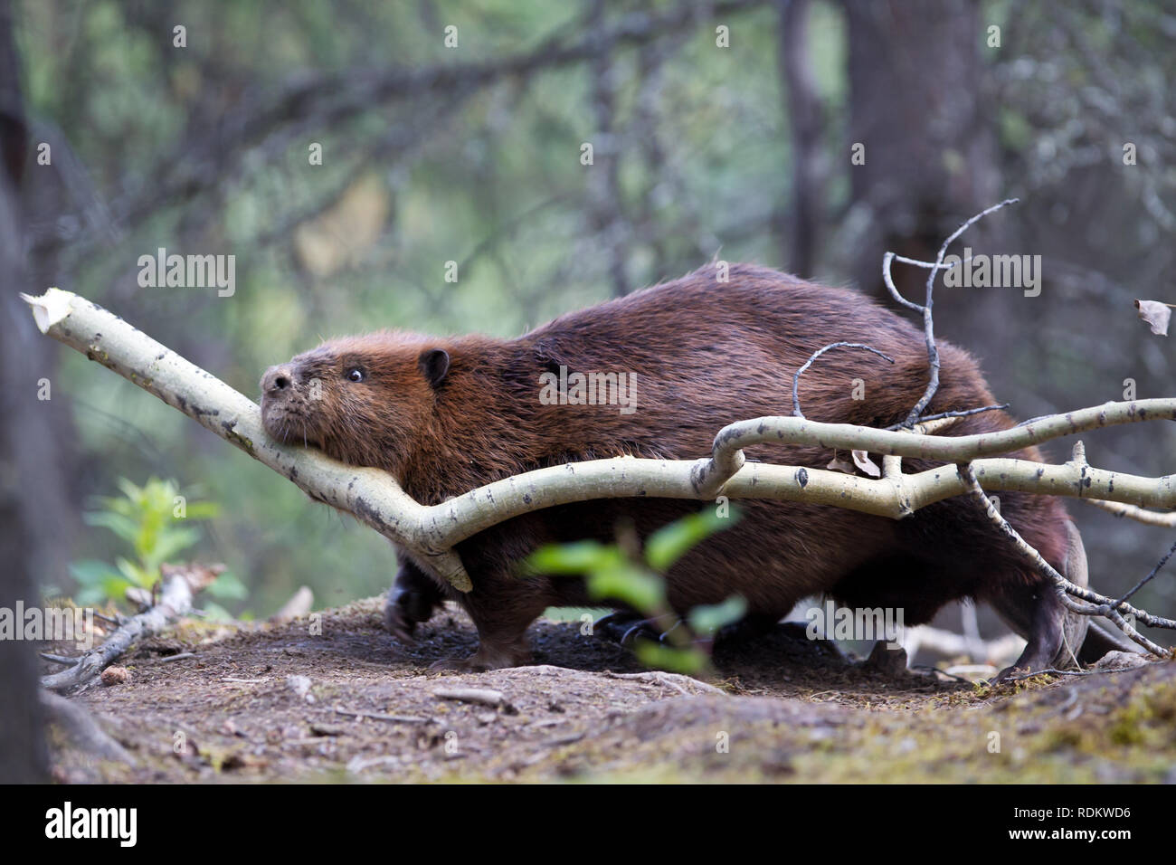 North American beaver, Castor canadensis, hauls a branch back to its lodge in Denali National Park and Preserve in Alaska. Stock Photo