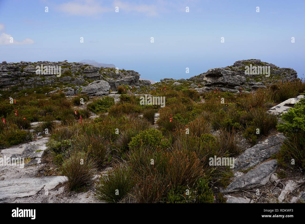 vegetation on the Table mountain near Cape Town Stock Photo