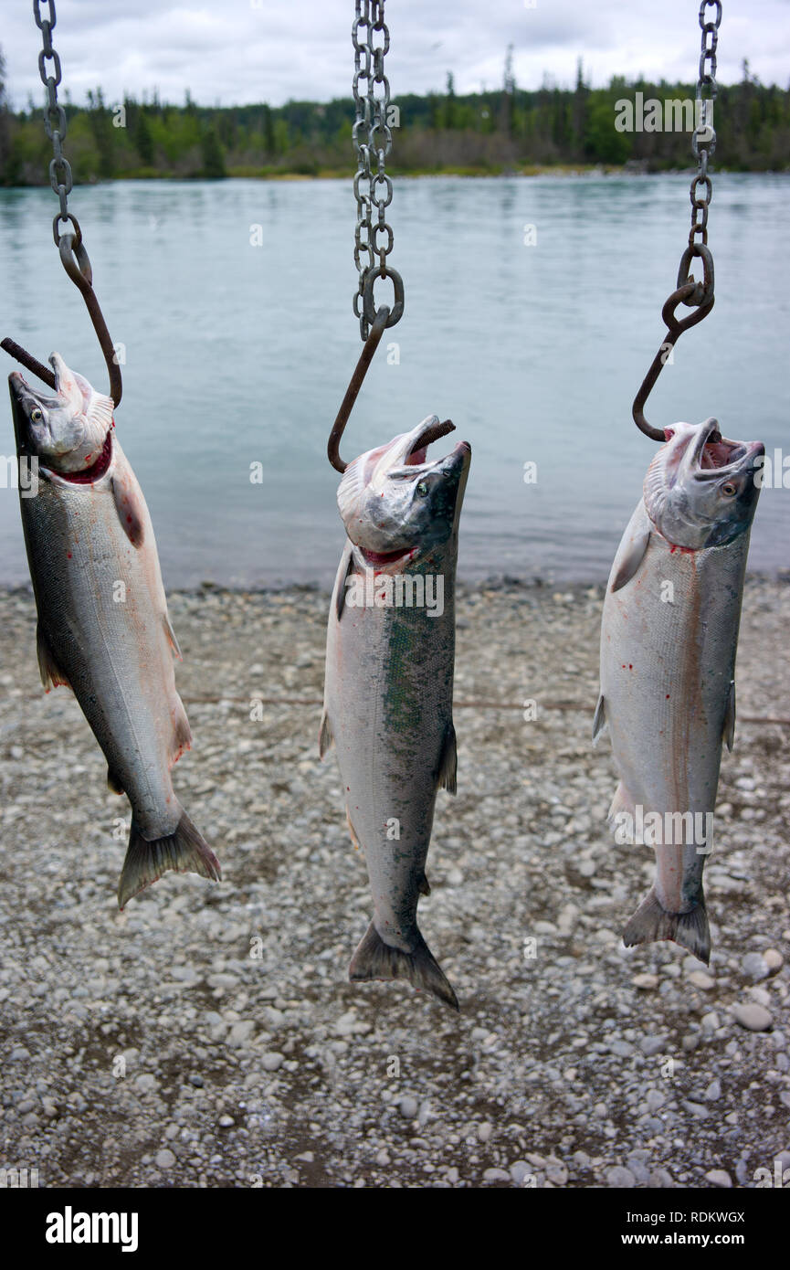 Alaska king salmon fishing hi-res stock photography and images - Alamy
