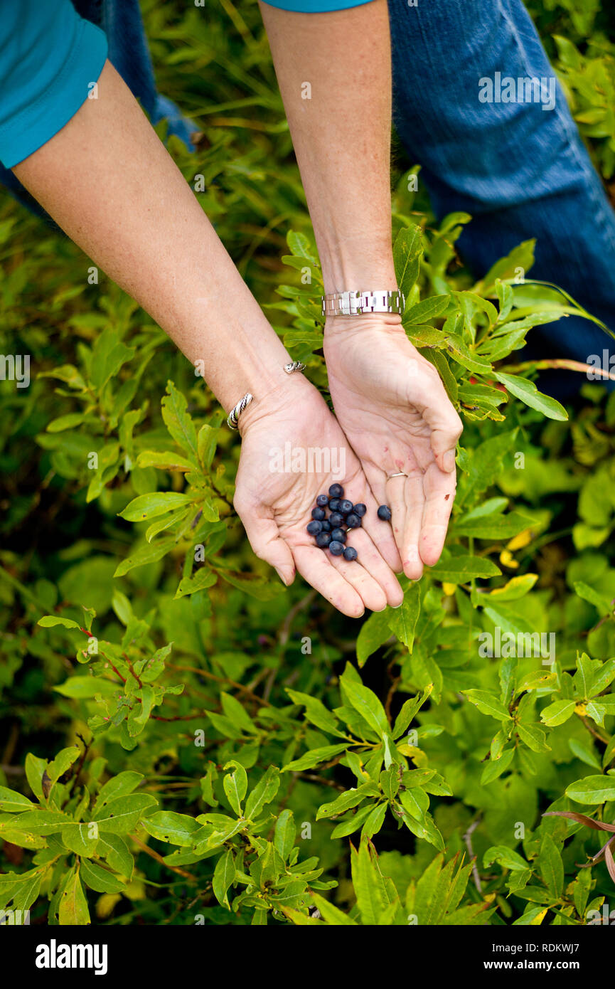 Alpine wild blueberries ripen in August in Alaska and can be picked along many roadsides. Stock Photo