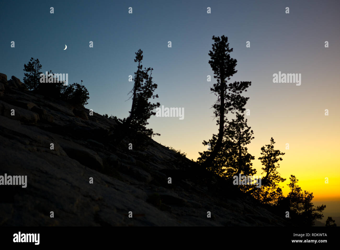 Pine trees, Pinus sp., are silhouetted by sunset over Yosemite National Park, California, USA as viewed from Sentinel Dome. Stock Photo