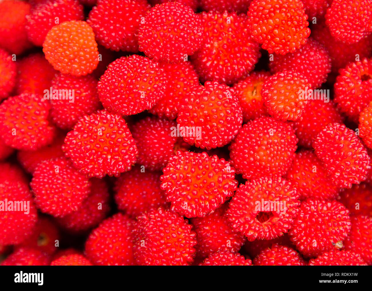 Rubus illecebrosus. Closeup of red balloon berry or strawberry raspberry is a red-fruited species of Rubus berries growing on spiky bushes. This type  Stock Photo