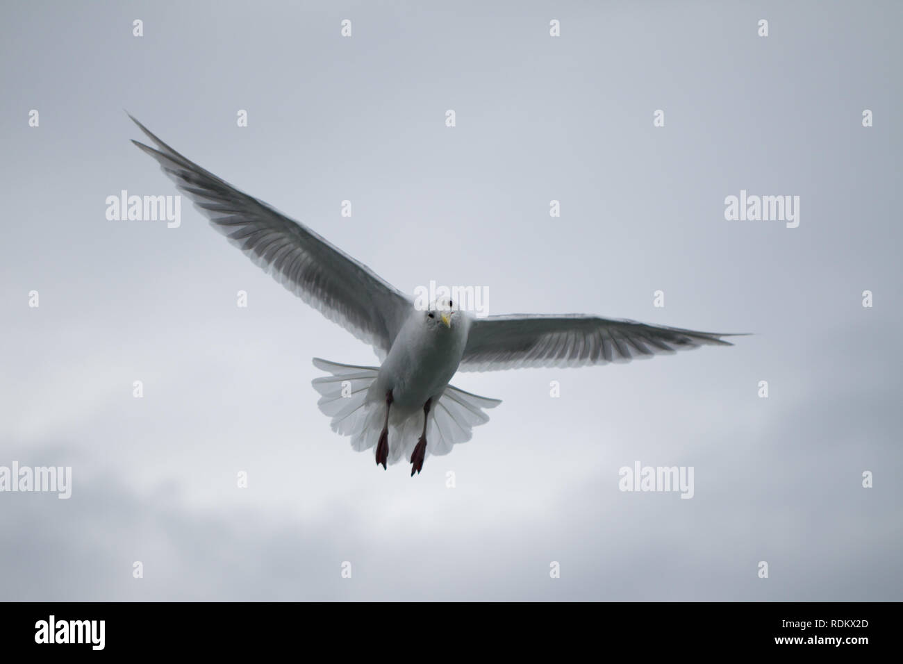 An inquisitive gull, Larus glaucescens, scopes out the harbor with head cocked in Seward, Alaska, USA. Stock Photo