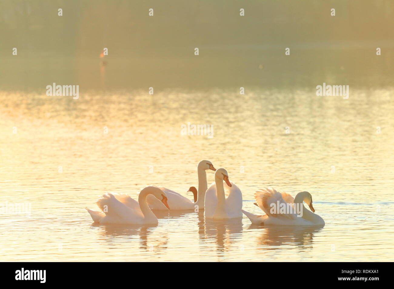 Swans on lake in morning light Stock Photo