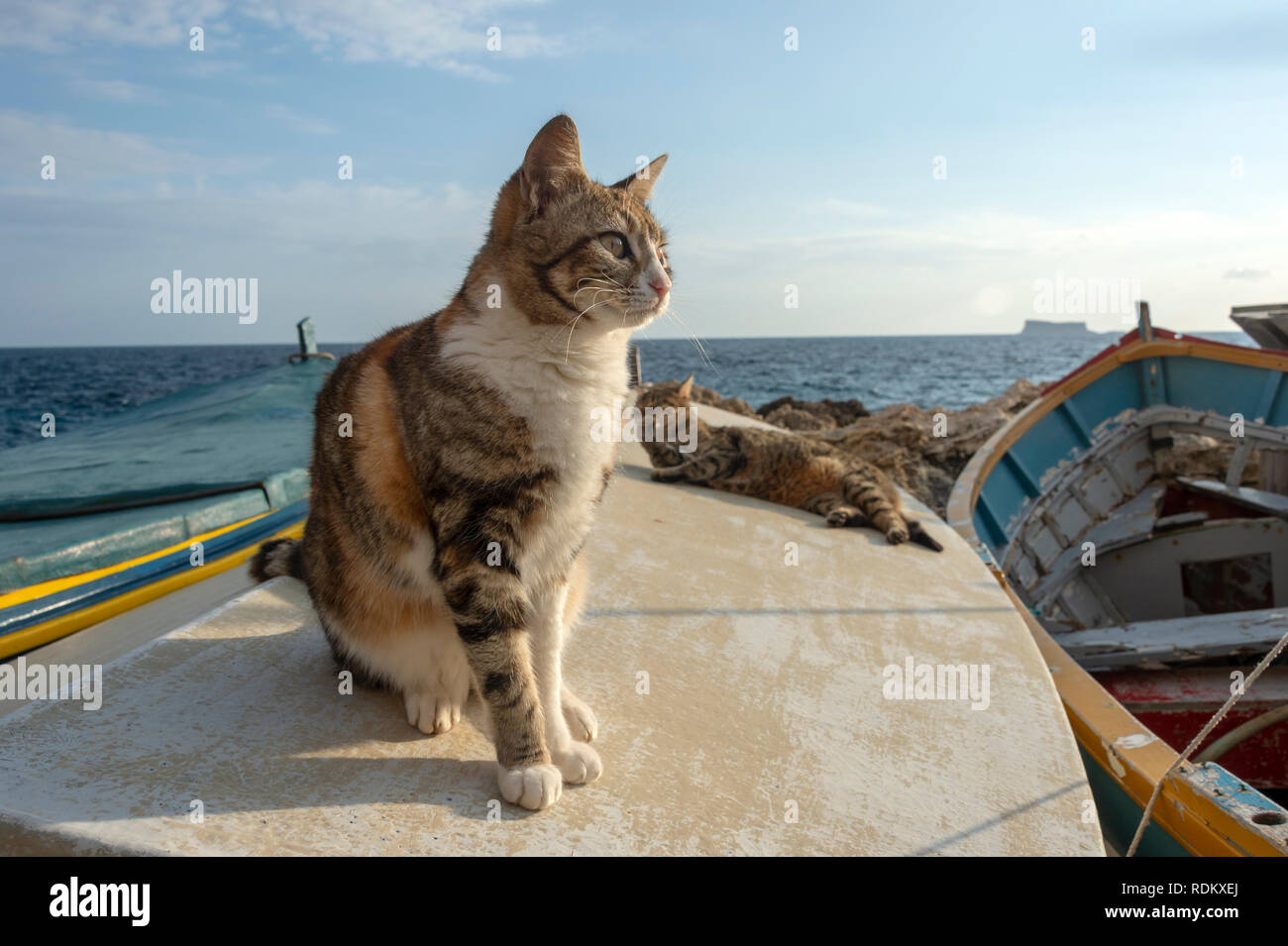 cat sitting on the deck of a fishing boat in the harbour waiting for food from the fisherman Stock Photo