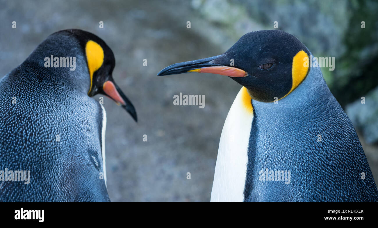 Penguin edinburgh zoo hi-res stock photography and images - Alamy