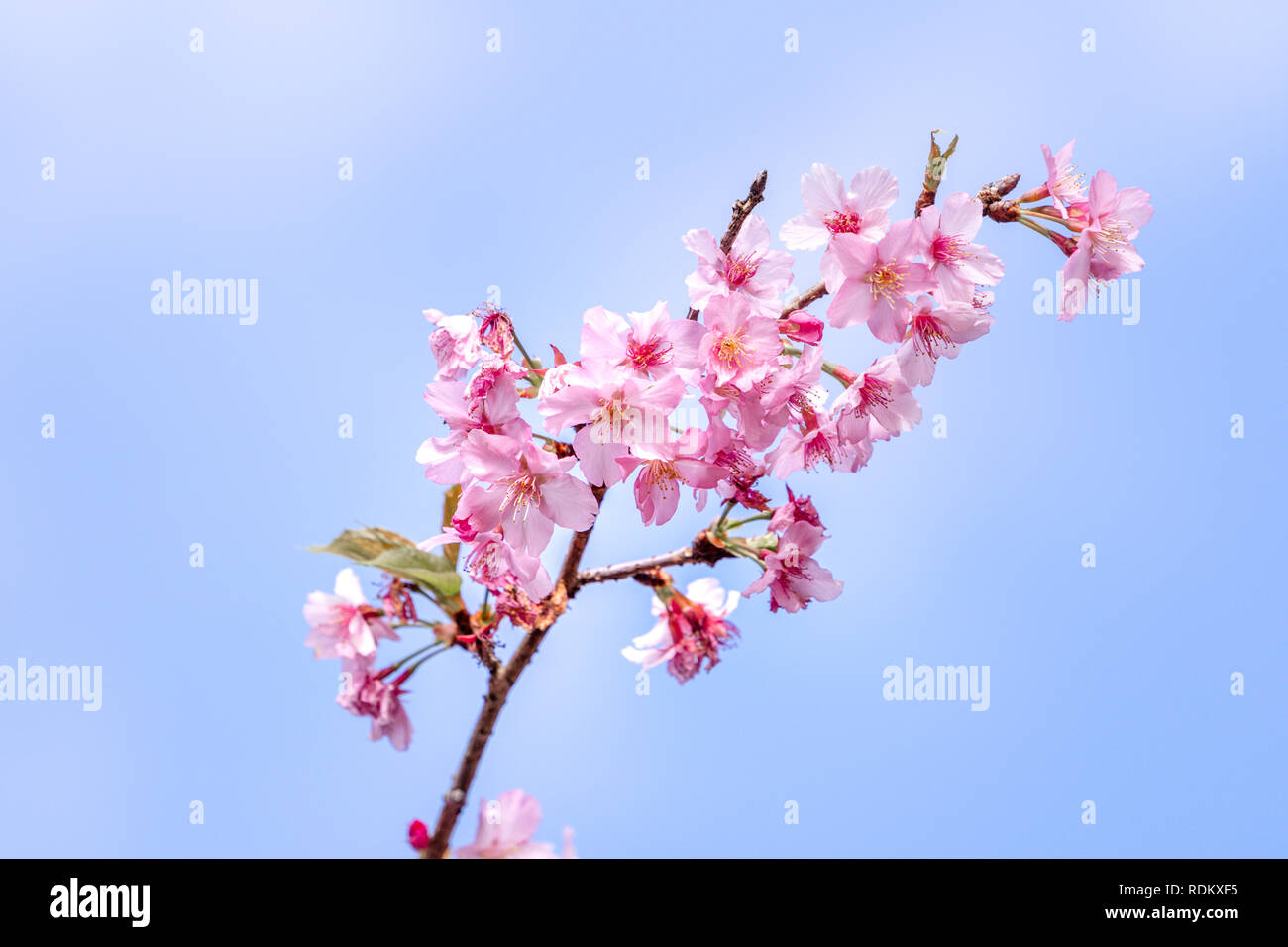 Beautiful cherry blossoms sakura tree bloom in spring over the blue sky ...