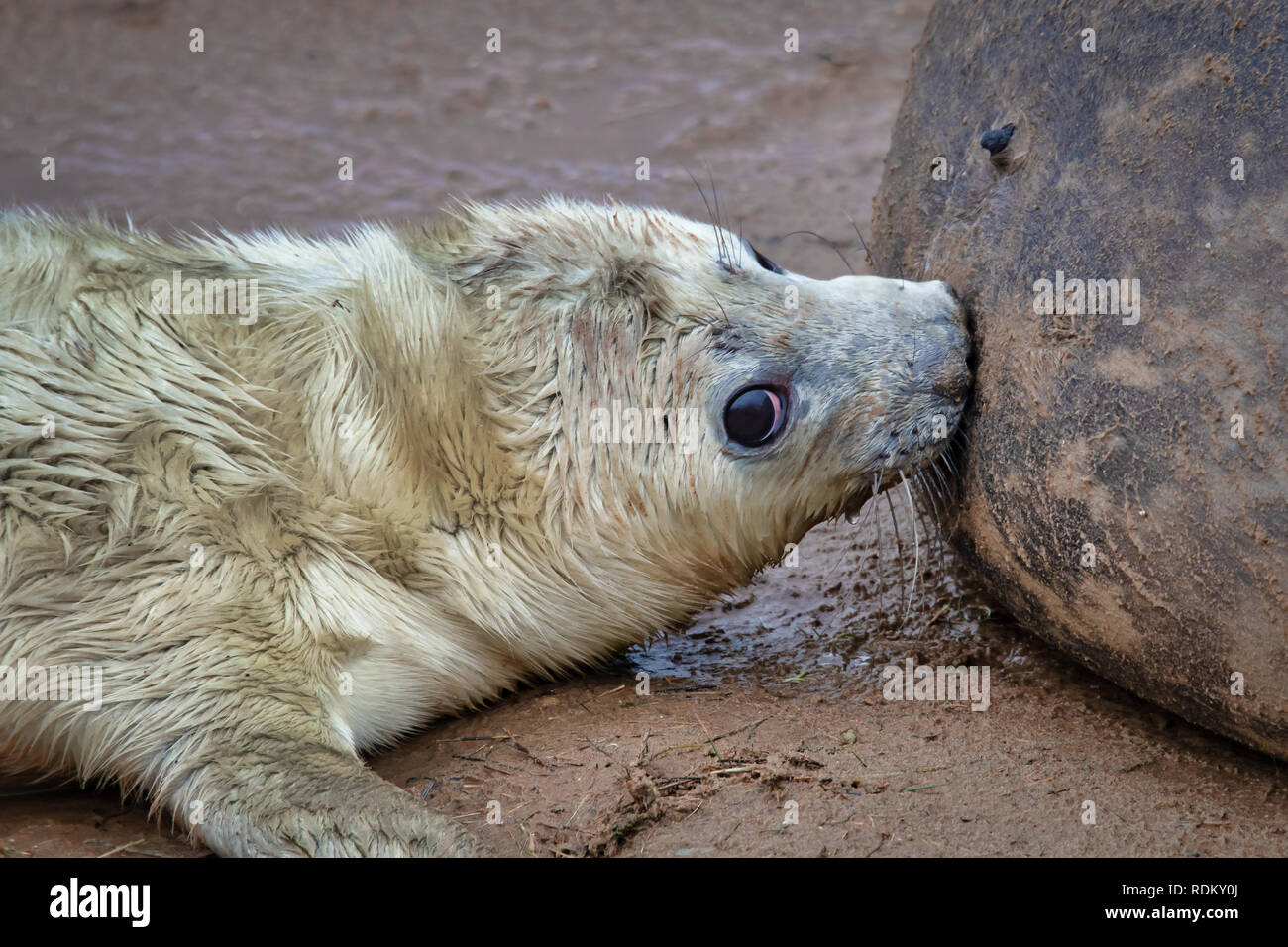 Taken at the breeding ground in Donna Nook is a close up of a very young seal pup  feeding from its mother Stock Photo