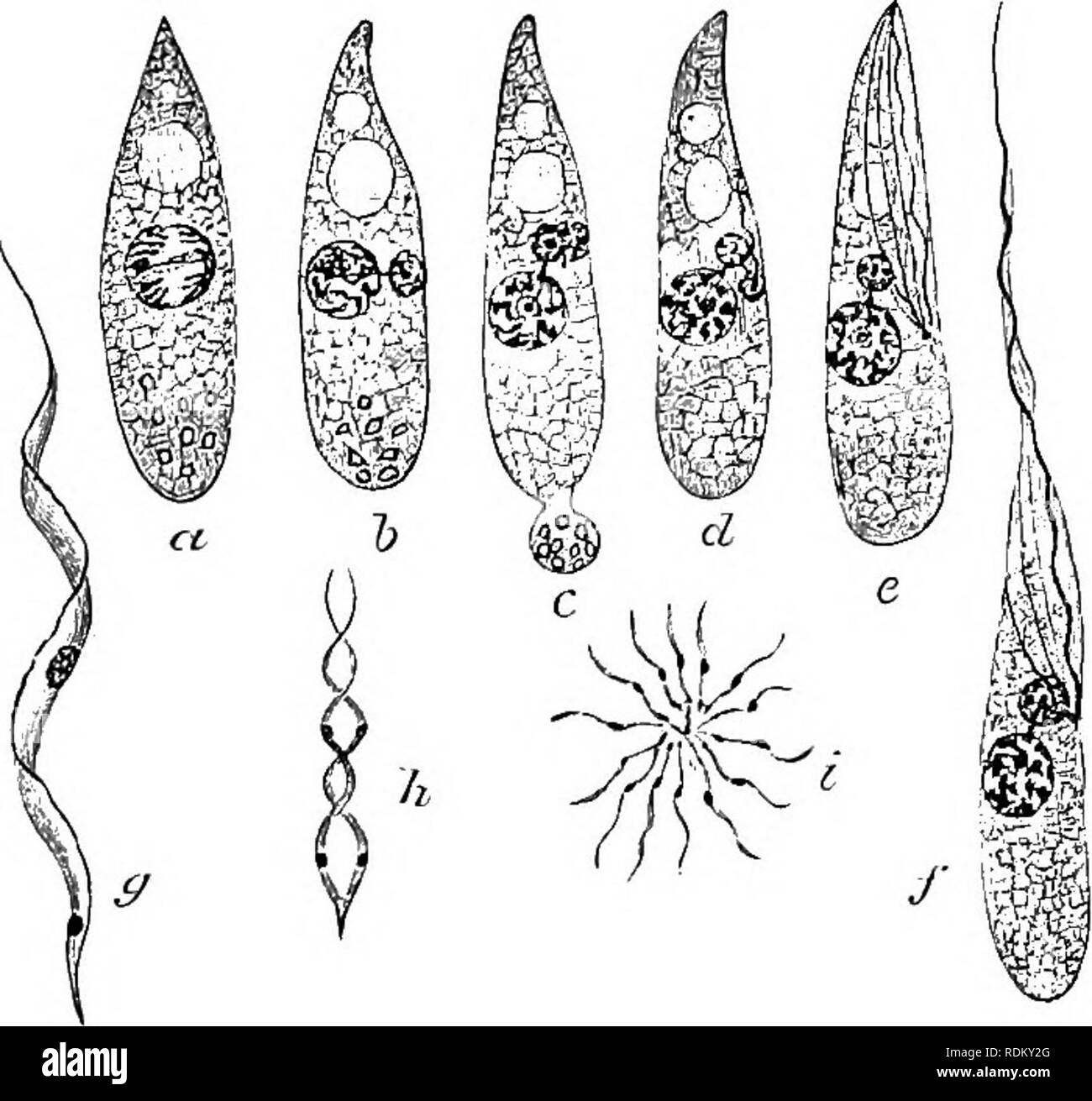 Scarlet Fever: A Deadly History and How it Prevails