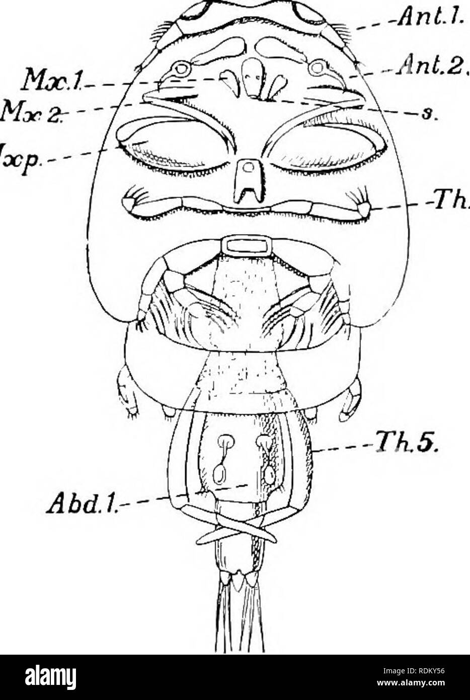 The Cambridge natural history. Zoology. 74 CRUSTACEA COPEPODA The females  cany two long egg-sacs; the general structure may be made out from the  ventral view of Galirjus namis (Fig. 43). Some
