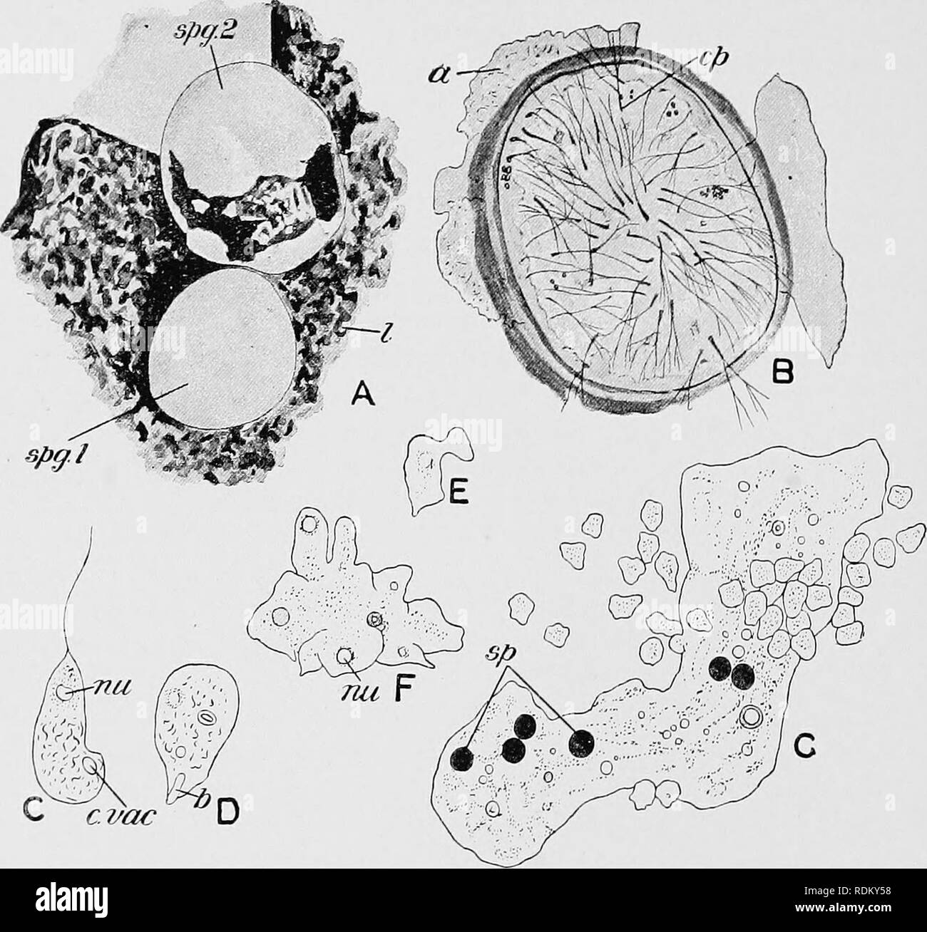 . The Cambridge natural history. Zoology. 92 PROTOZOA determine the rupture of the fruit-wall and the scattering of the spores. Again, in some cases the plasmodia themselves aggregate in the same way as the amoeboids do in the Acrasieae, and combine /• spff.2. cvac Fig. 30. —Didyniium dlffovme. A, two sporangia [spy 1 aad 2) on a fragment of leaf (^) ; B, section of sporangium, with ruptured outer layer (a), and threads of capillitium (cp); C, a flagellnla with contractile vacuole {cvac) aud nucleus (nu) ; D, tlie same after loss of flagellnni; b, an ingested bacillus ; E, an amoebula ; F, con Stock Photo